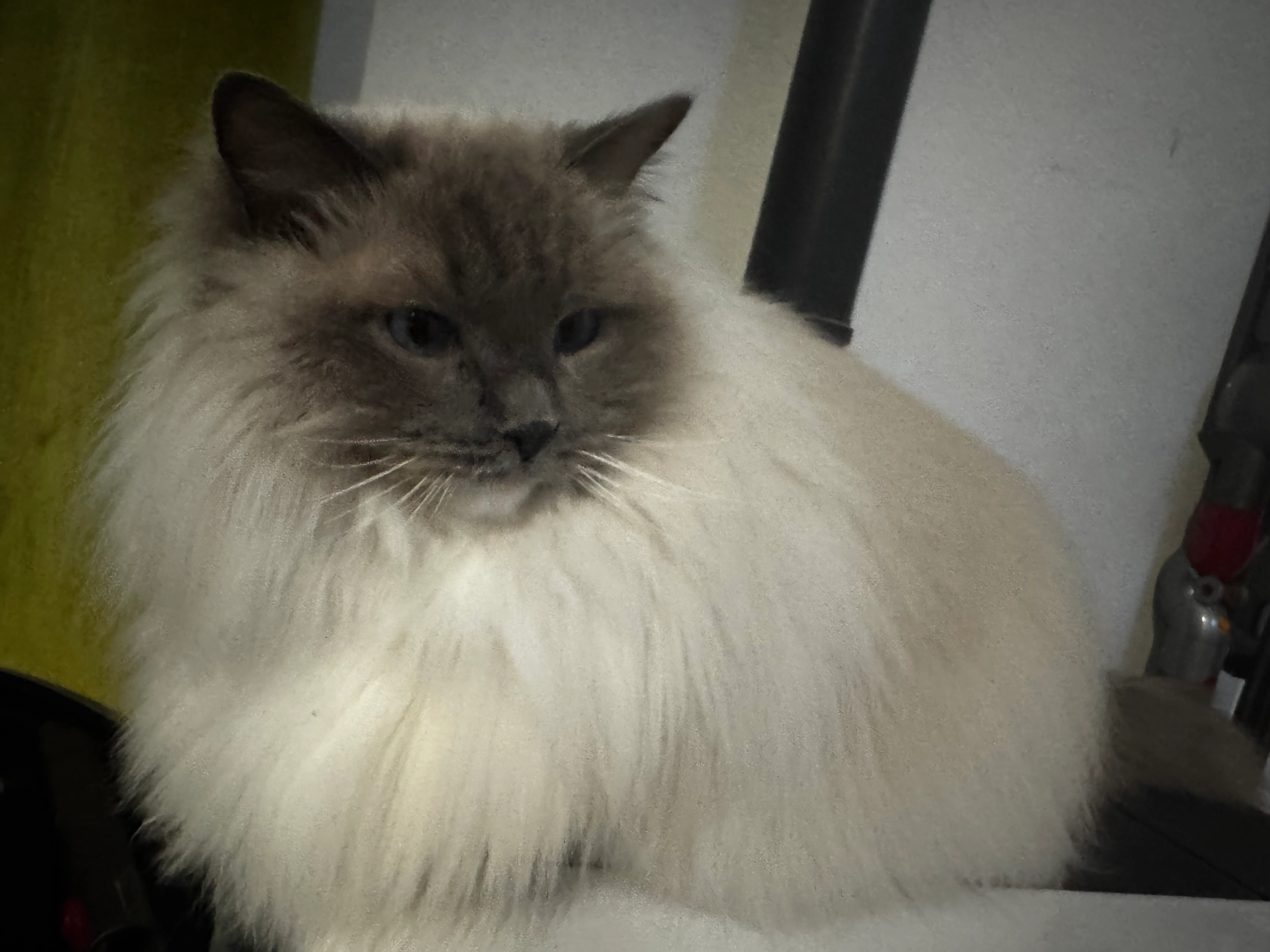 Ossétie  - Lys-les-Lannoy-Platz, Lotte