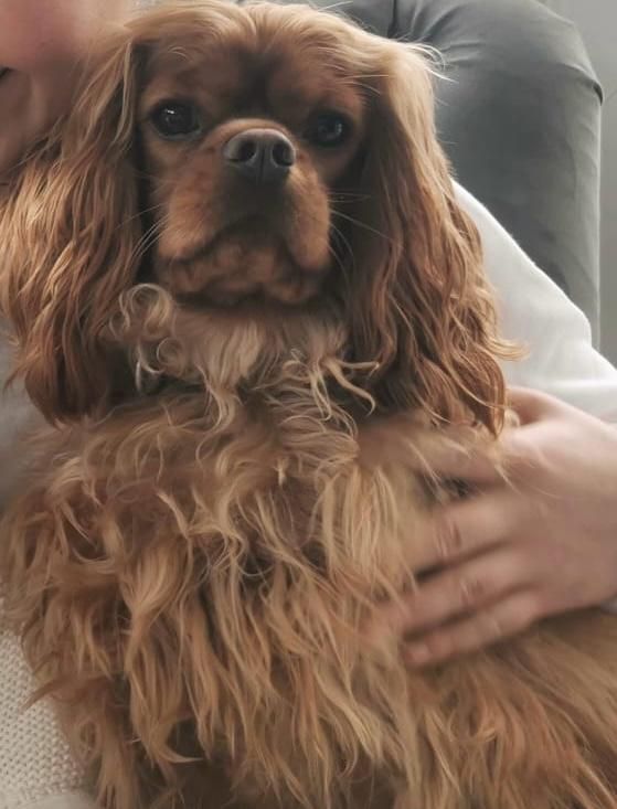 Otto - Dublin Road, Ballysimon