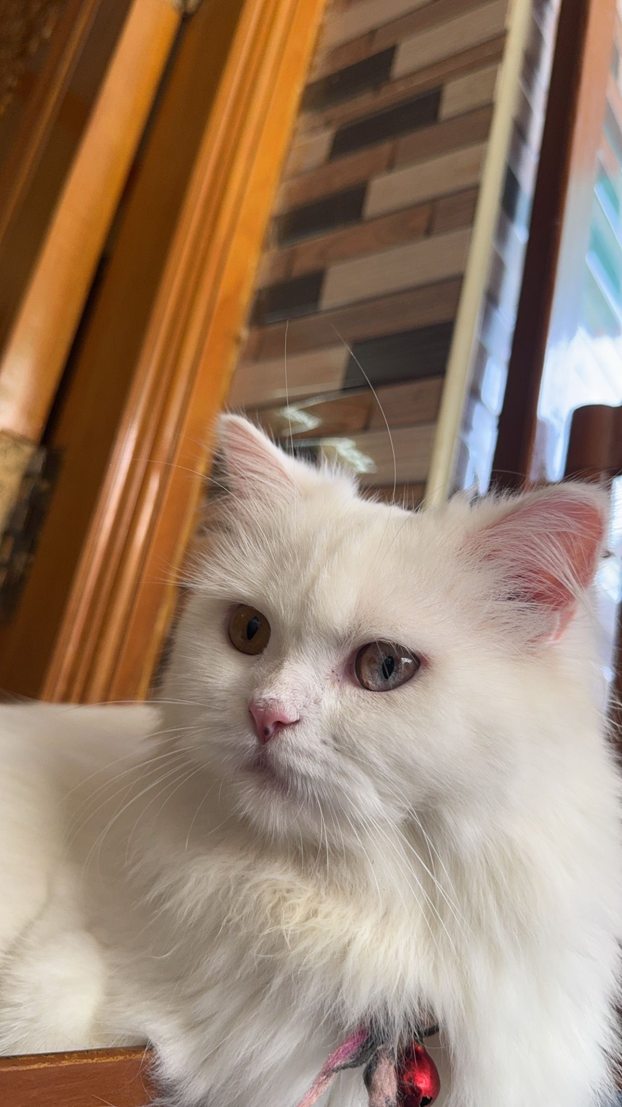 Luna - North Coimbatore - Ramanathapuram - Chettipalayam Road, Coimbatore