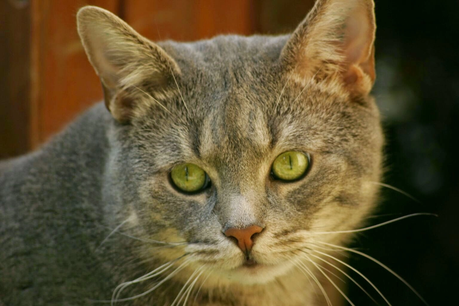 Teddy - Brunnenstraße, Idstein