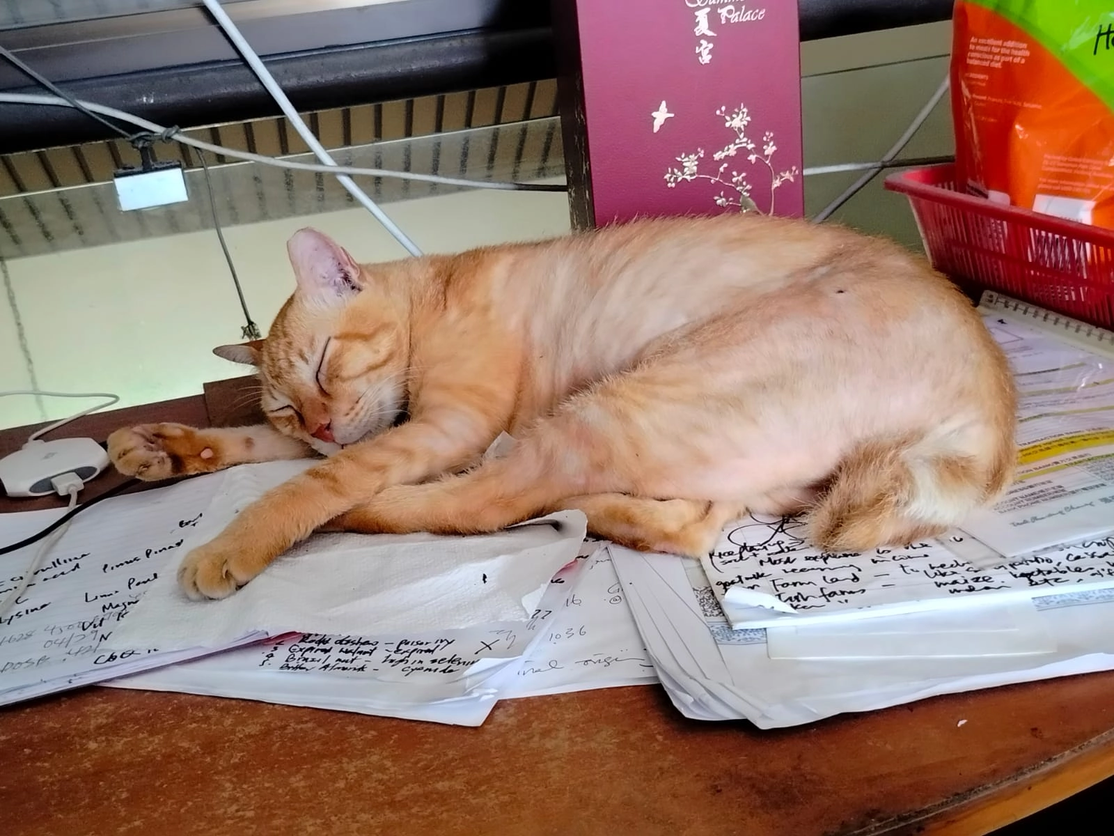 Ginger - Jalan Chempaka Kuning, Singapore