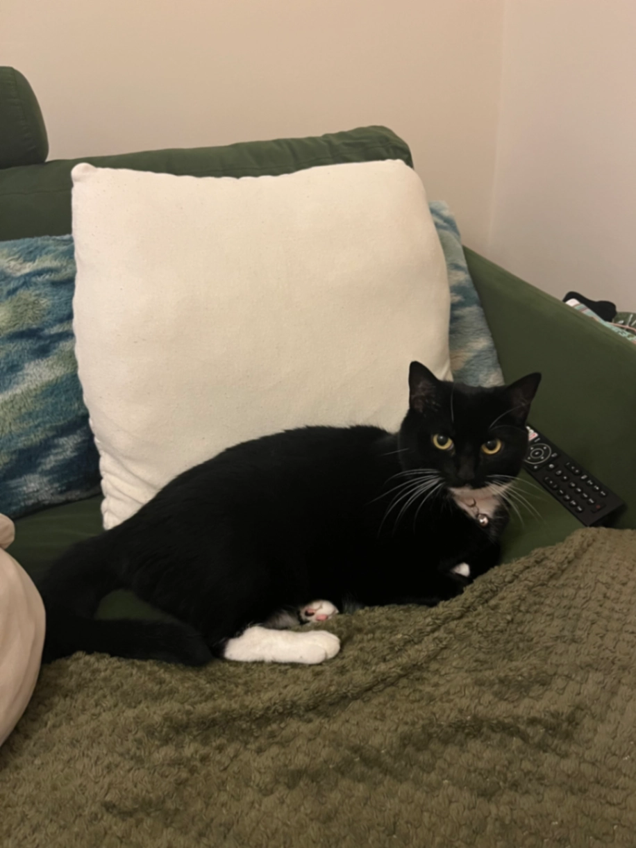 Lyra - Fortescue Close, Saint Austell