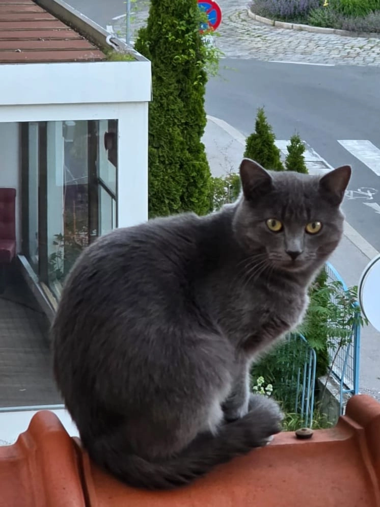 Tomi  - Vöslauer Straße 2, Baden