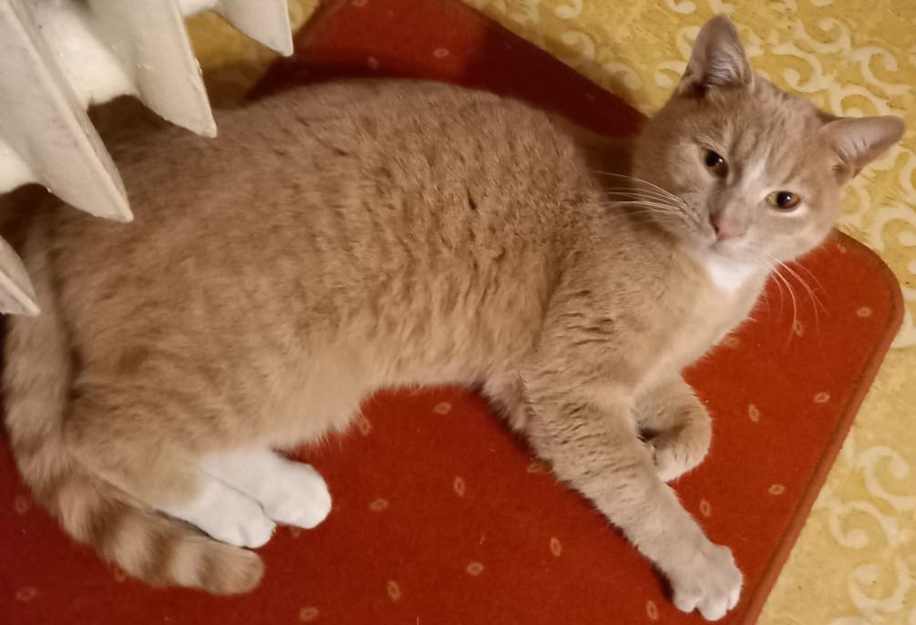 Miți - Cheresig, Toboliu