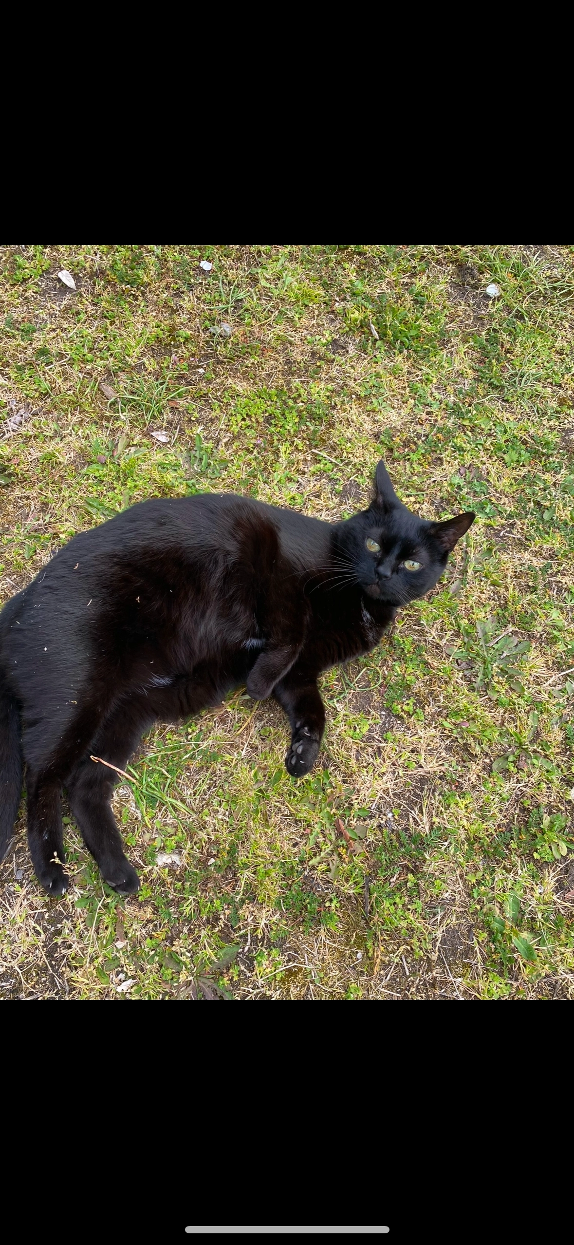 lola - 2 Rue Pasteur, Triel-sur-Seine