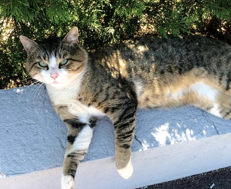 Zazou - Rue des Marronniers, Lexy