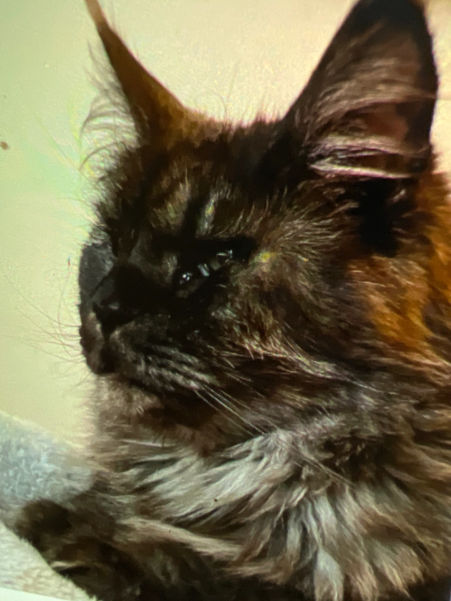 Sweep - Times Mews, Totnes