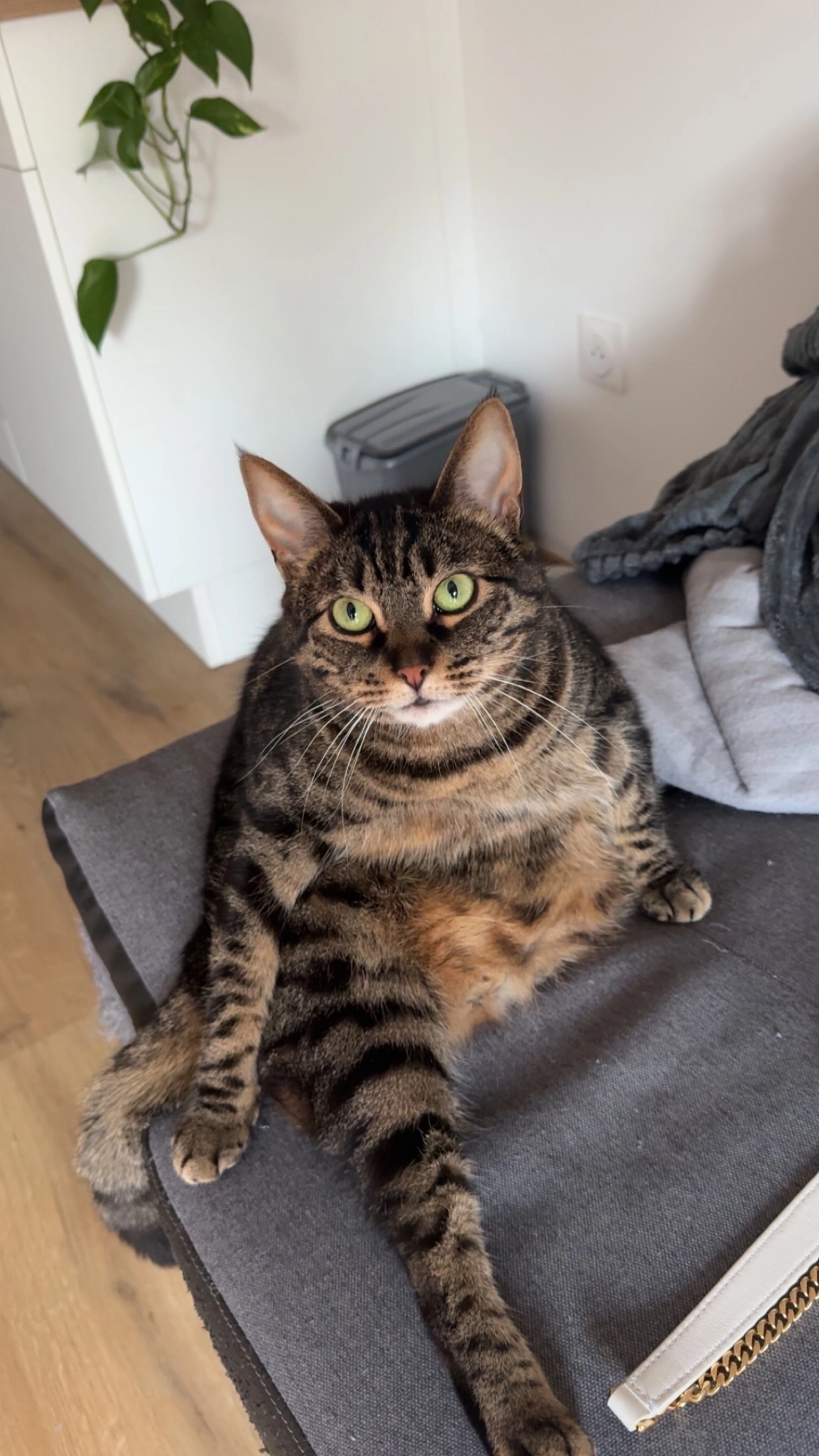 Chapinette - 30 Allée du Bohrie, Ostwald