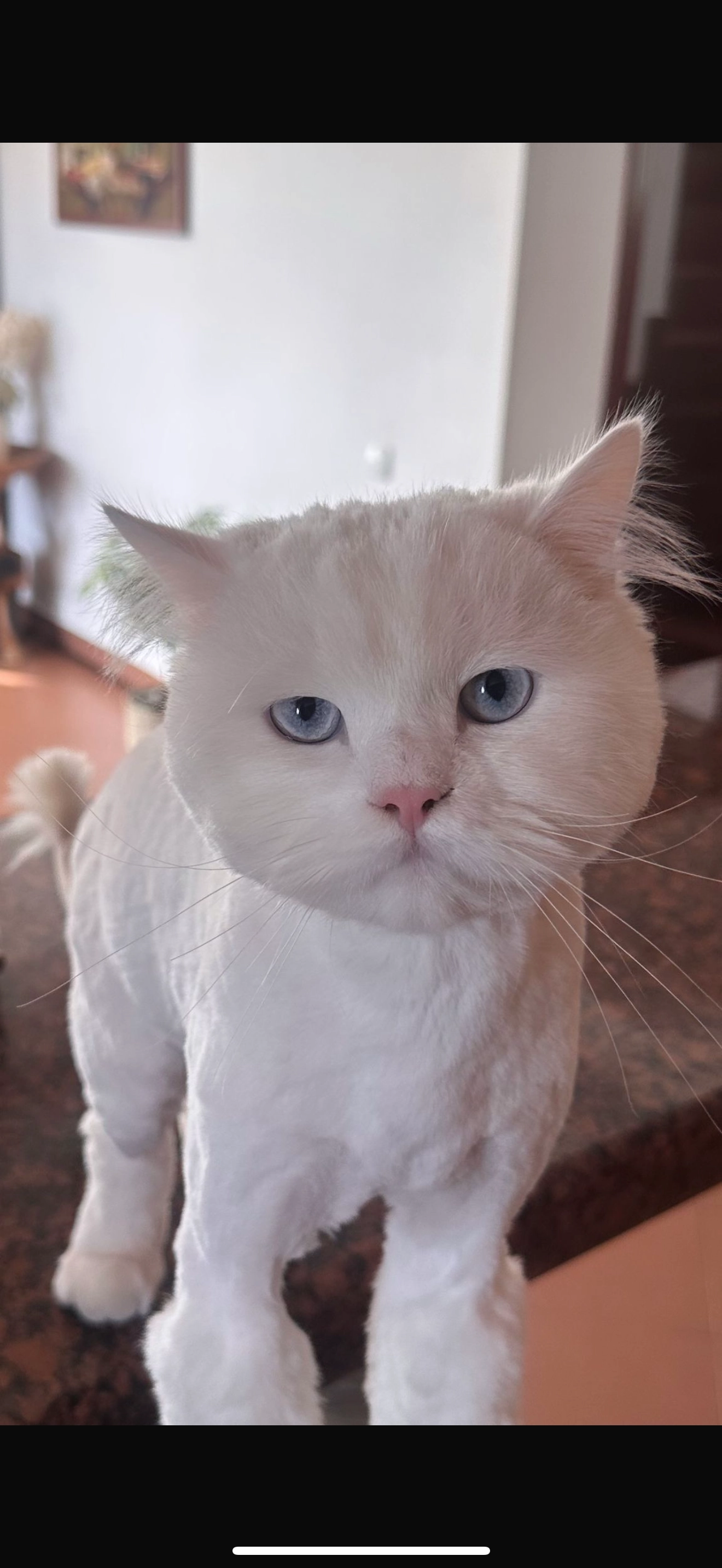 Sof - Strada Brazdei, București