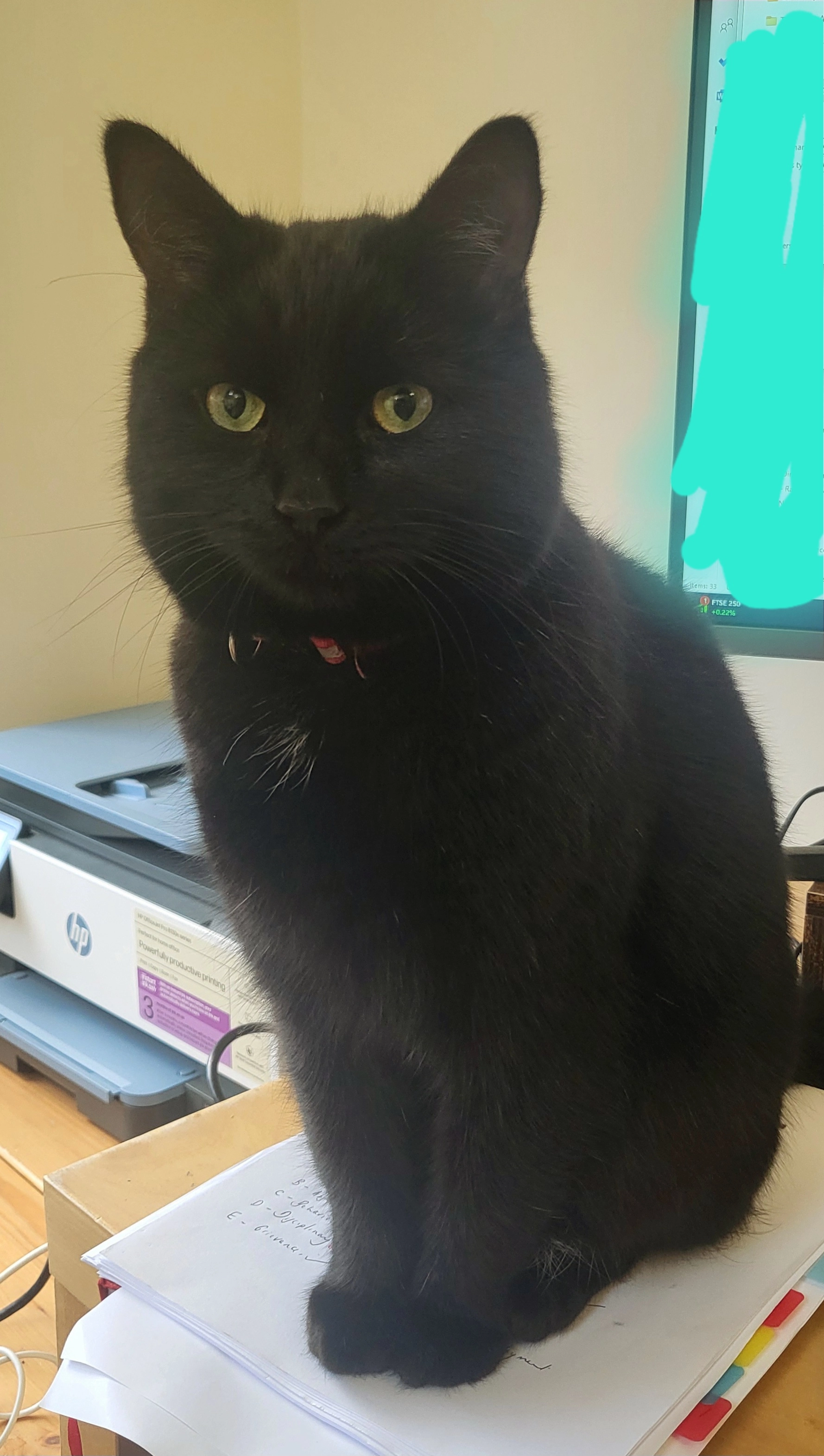 Cupcake - Roebuck Chase, Rotherham