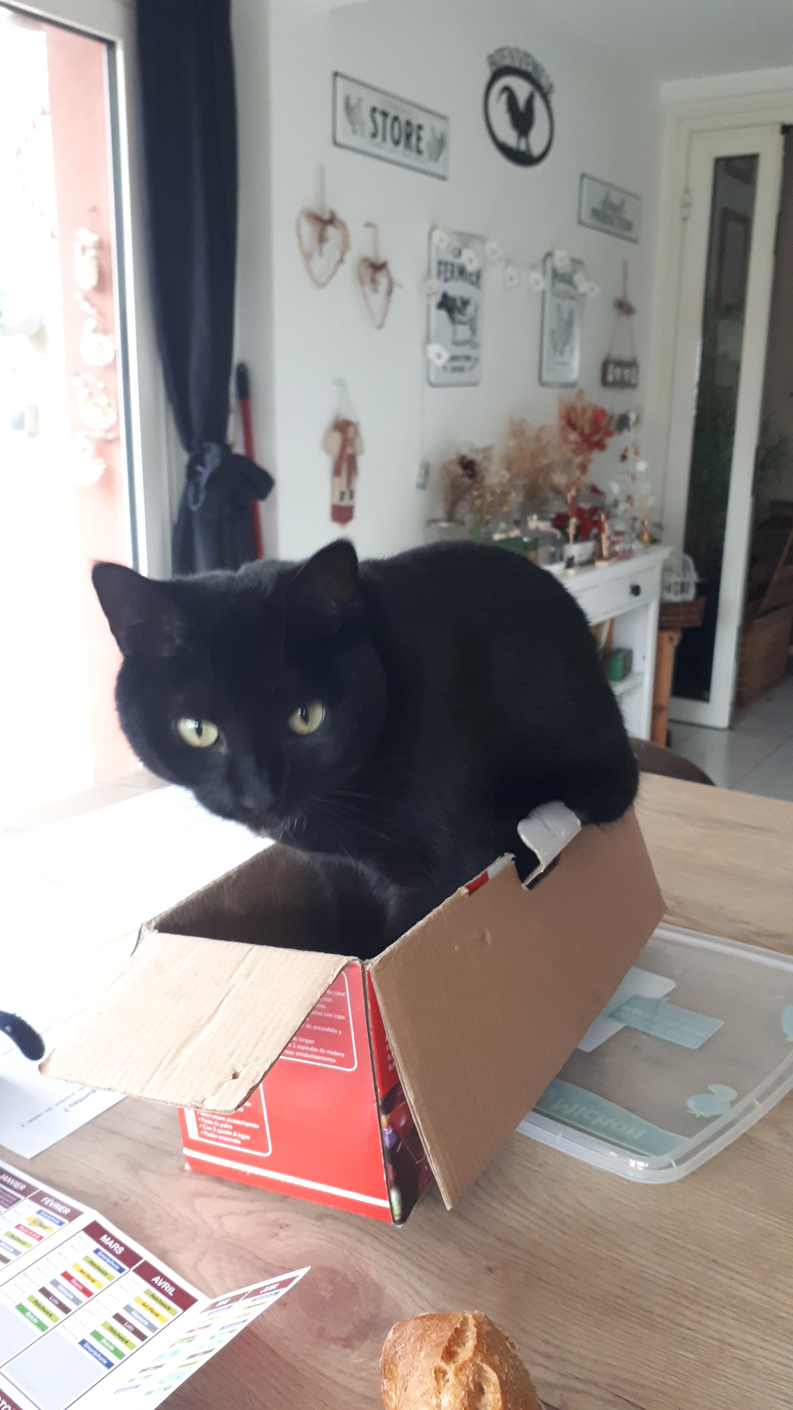 THOUTI - Rue du Président Paul Doumer, Cholet