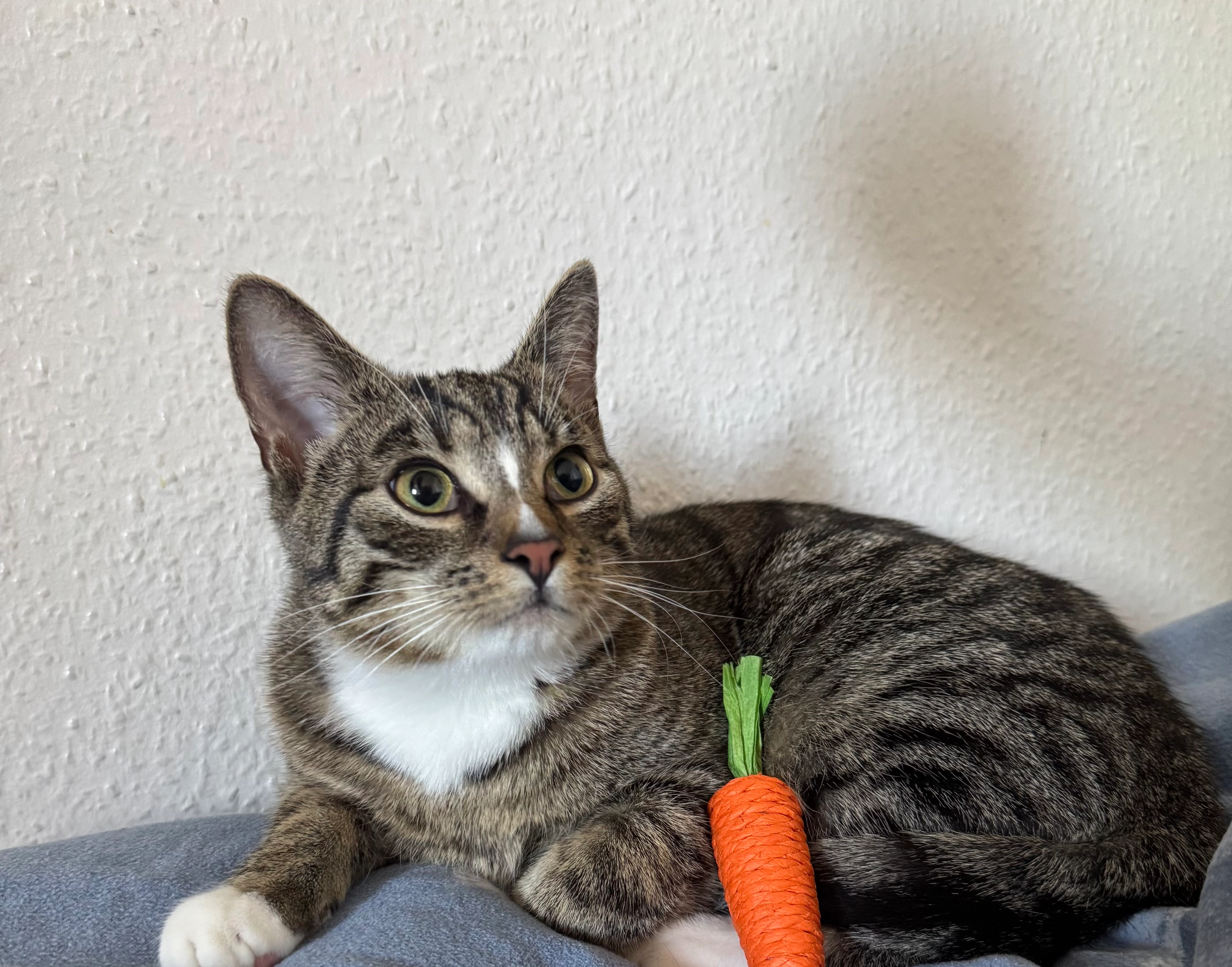 Sherlock - Pfarrer-Münch-Straße, Külsheim