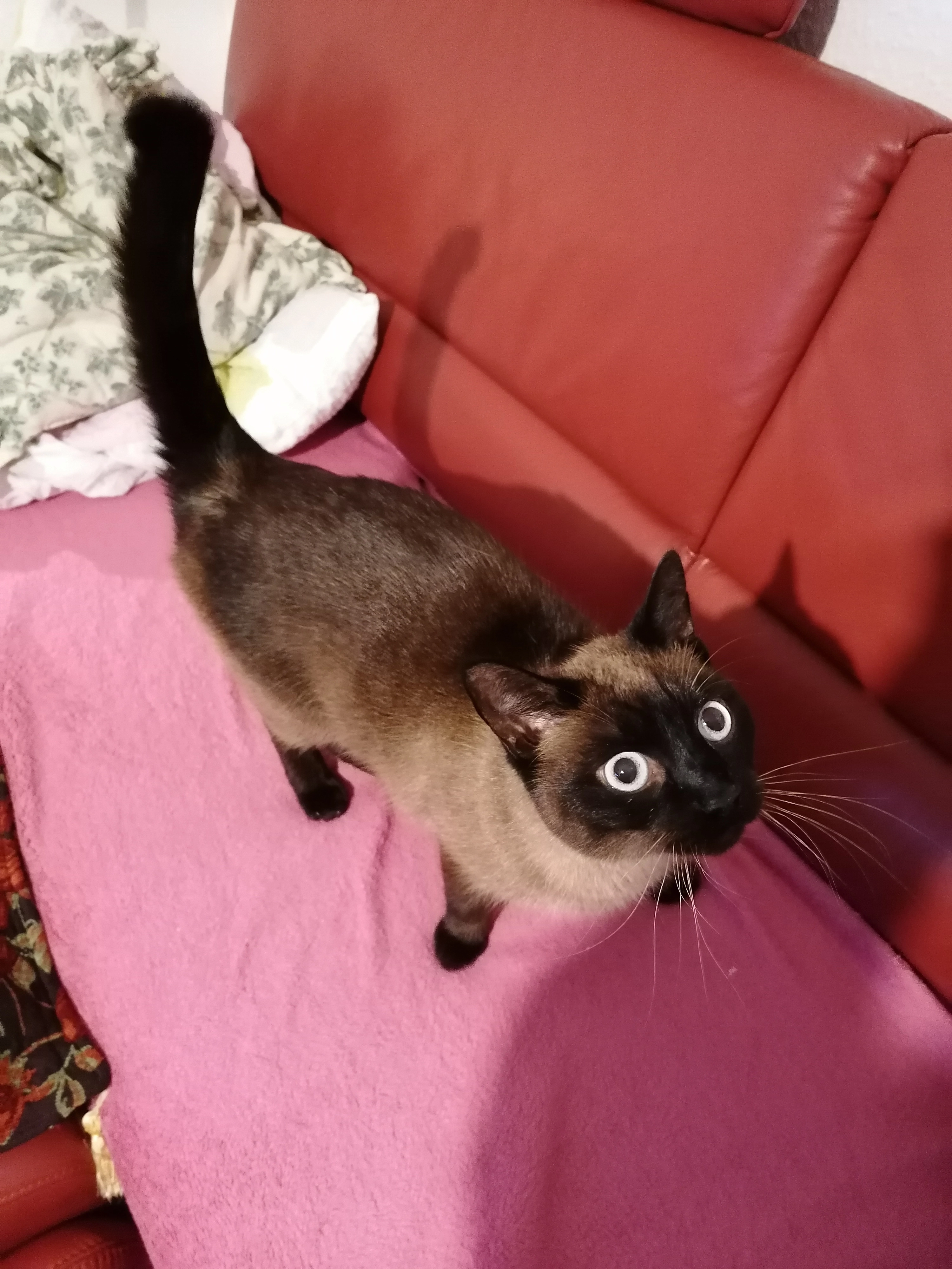 Amon - Mülldorfer Straße, Sankt Augustin