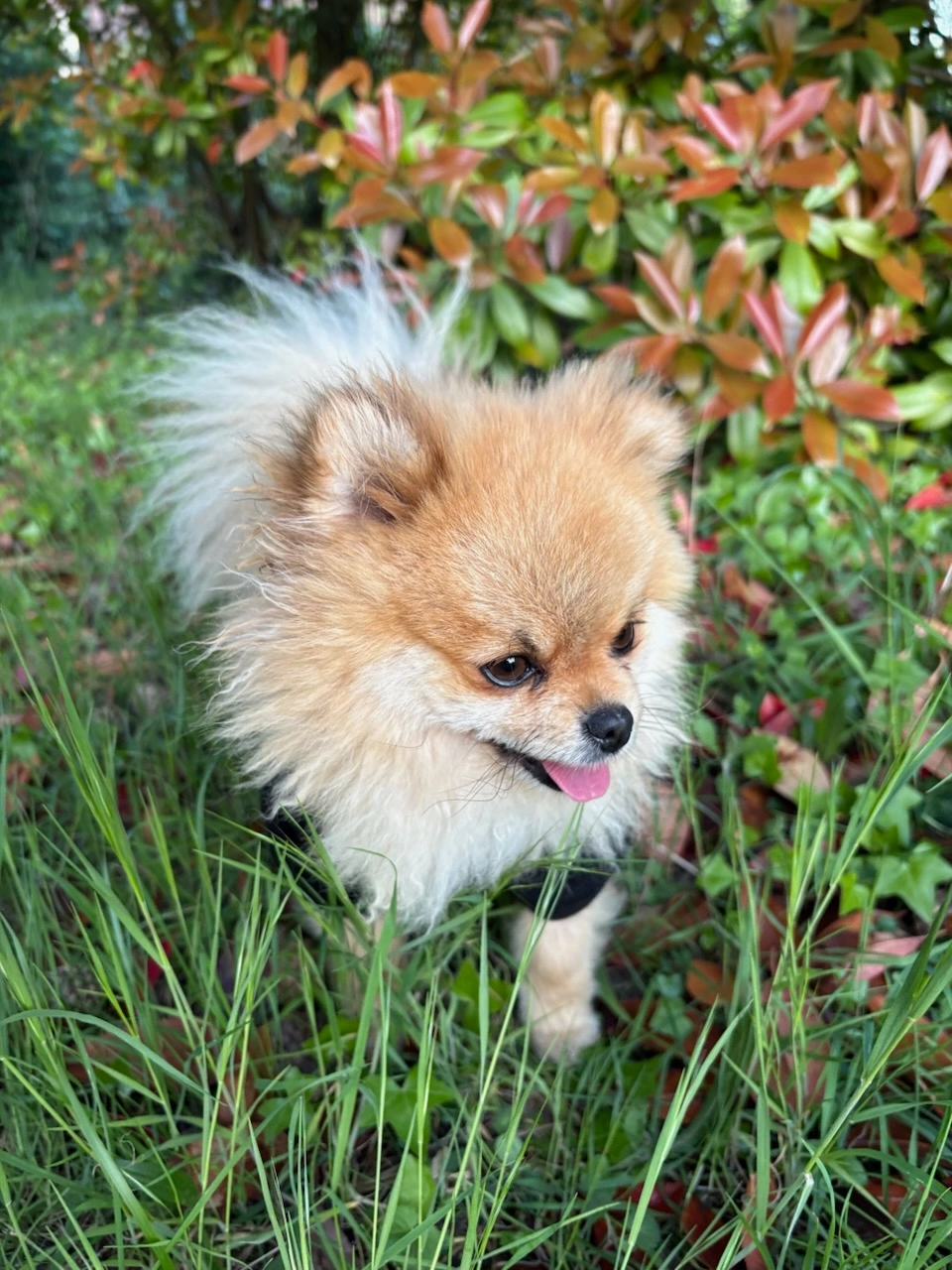 Denver  - 83310, Cogolin