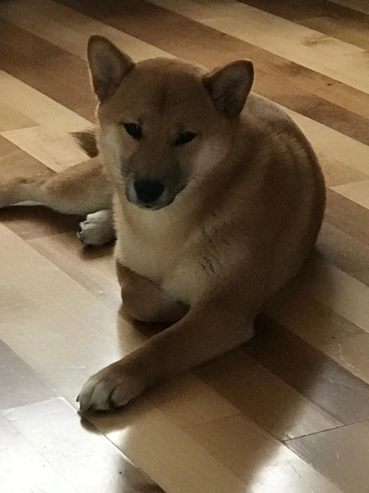 Meeka - Crawley Green Road, Luton