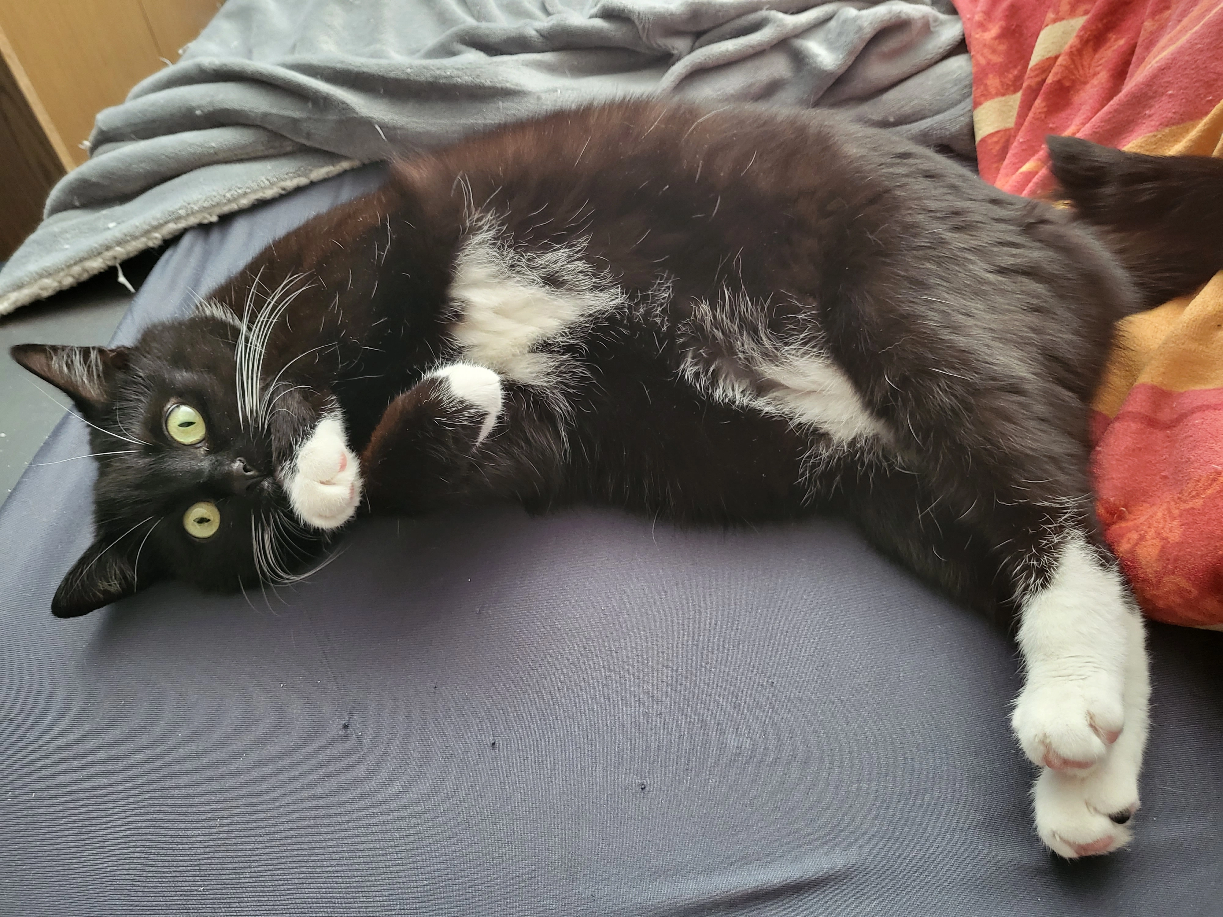 Mogli - Scheibe, Wolkenstein