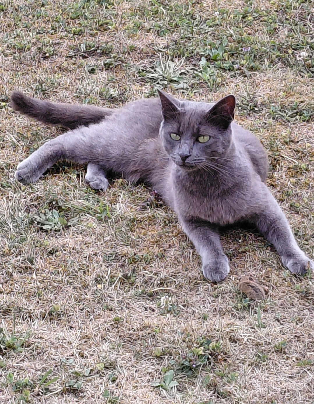 MISTIGRI  - La Petite Piverdière, Le Theil-de-Bretagne