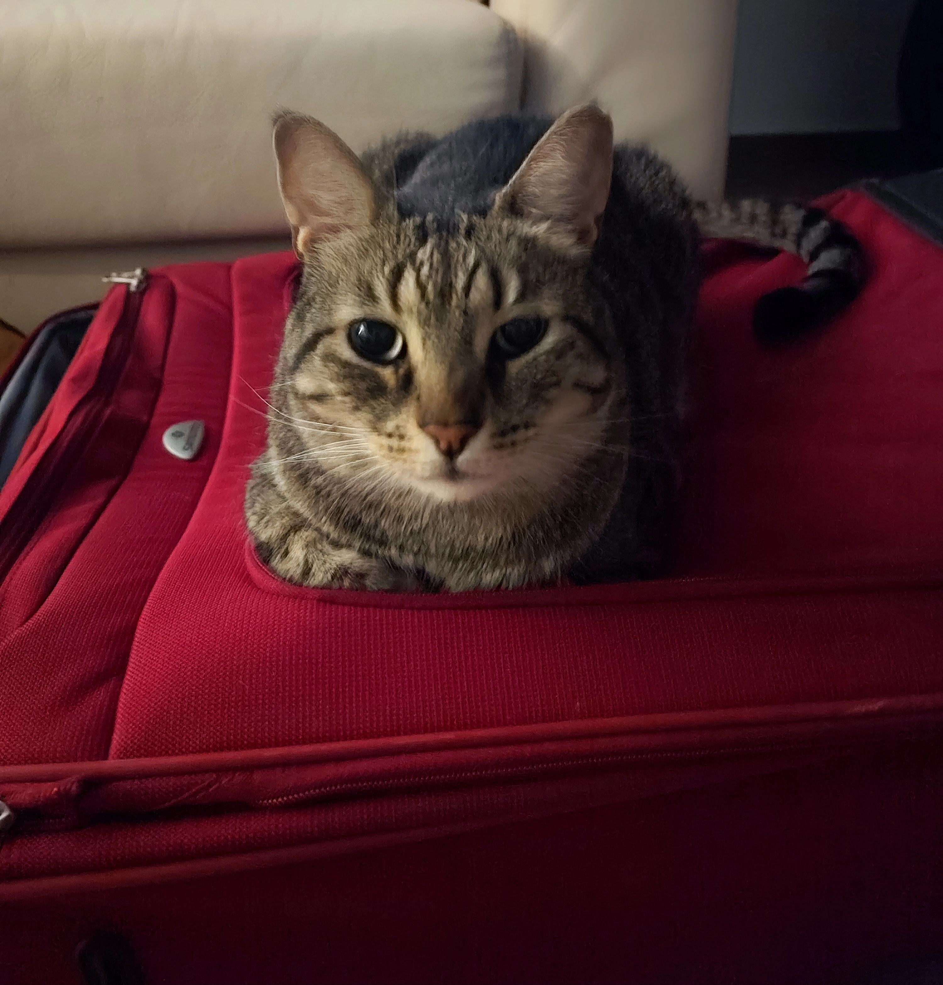 Misifu - Carrer De Lesmes Ruiz, Premià de Mar