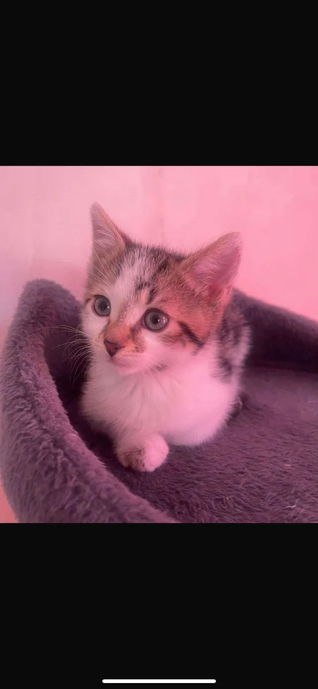 Simba  - Highfield Road, Tipton