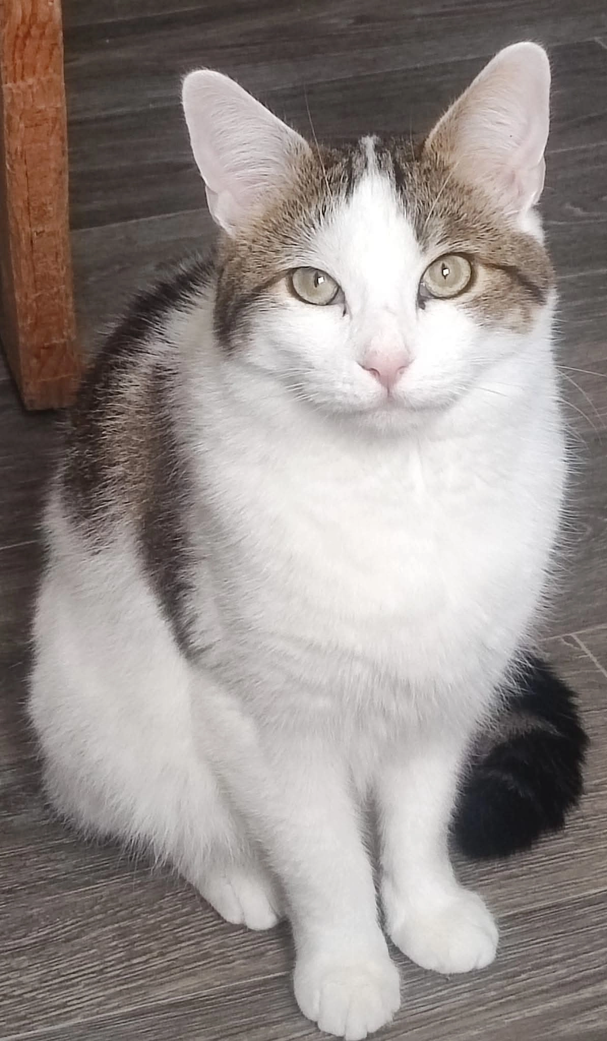 Beamy - Myrtle Road by the Heeley City Farm, Sheffield