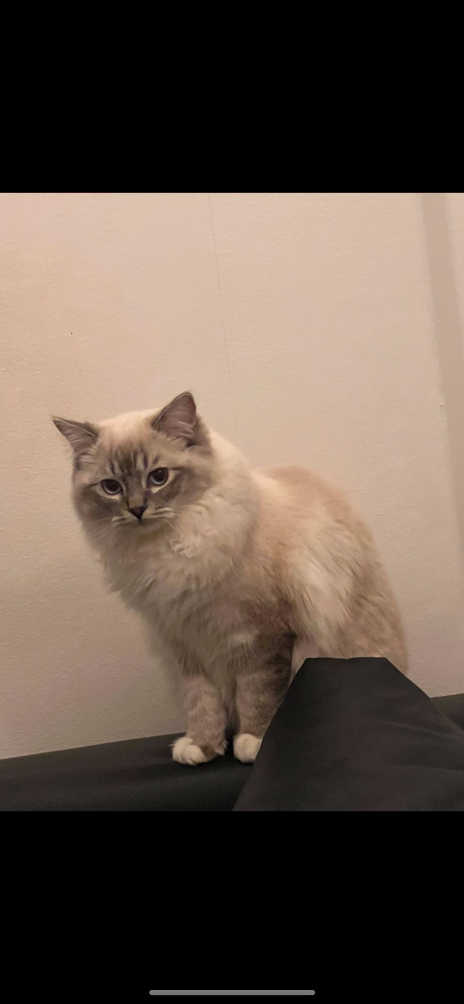 Sakura - Albyvägen, Norsborg