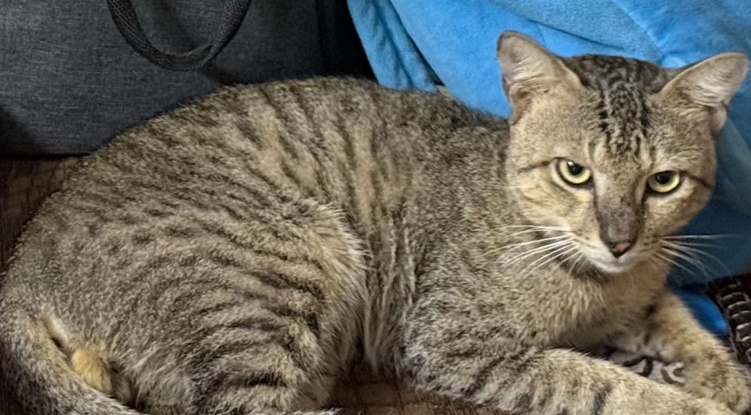 Tom Pushpa Raj - Jugde Court Road, Visakhapatnam