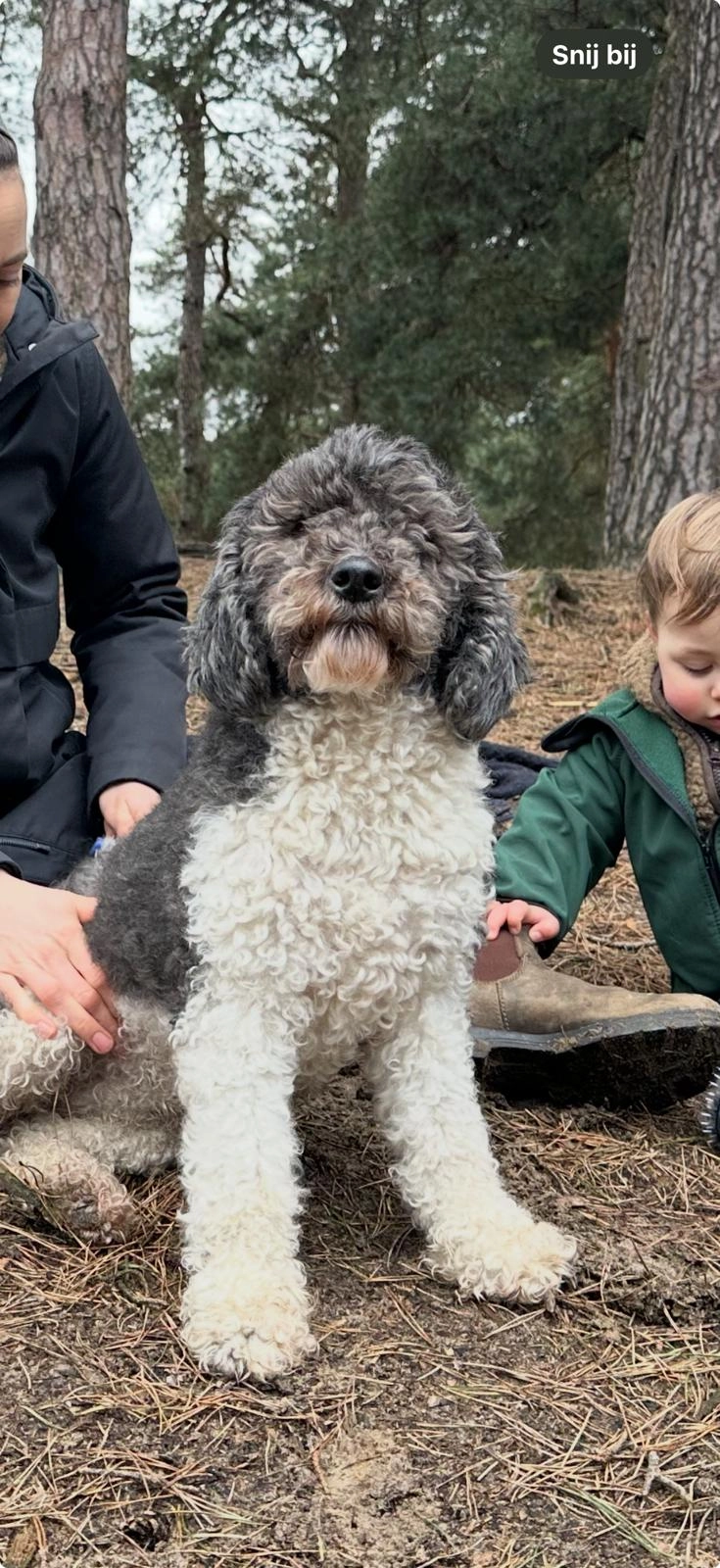 Cato - Zelt, Moergestel