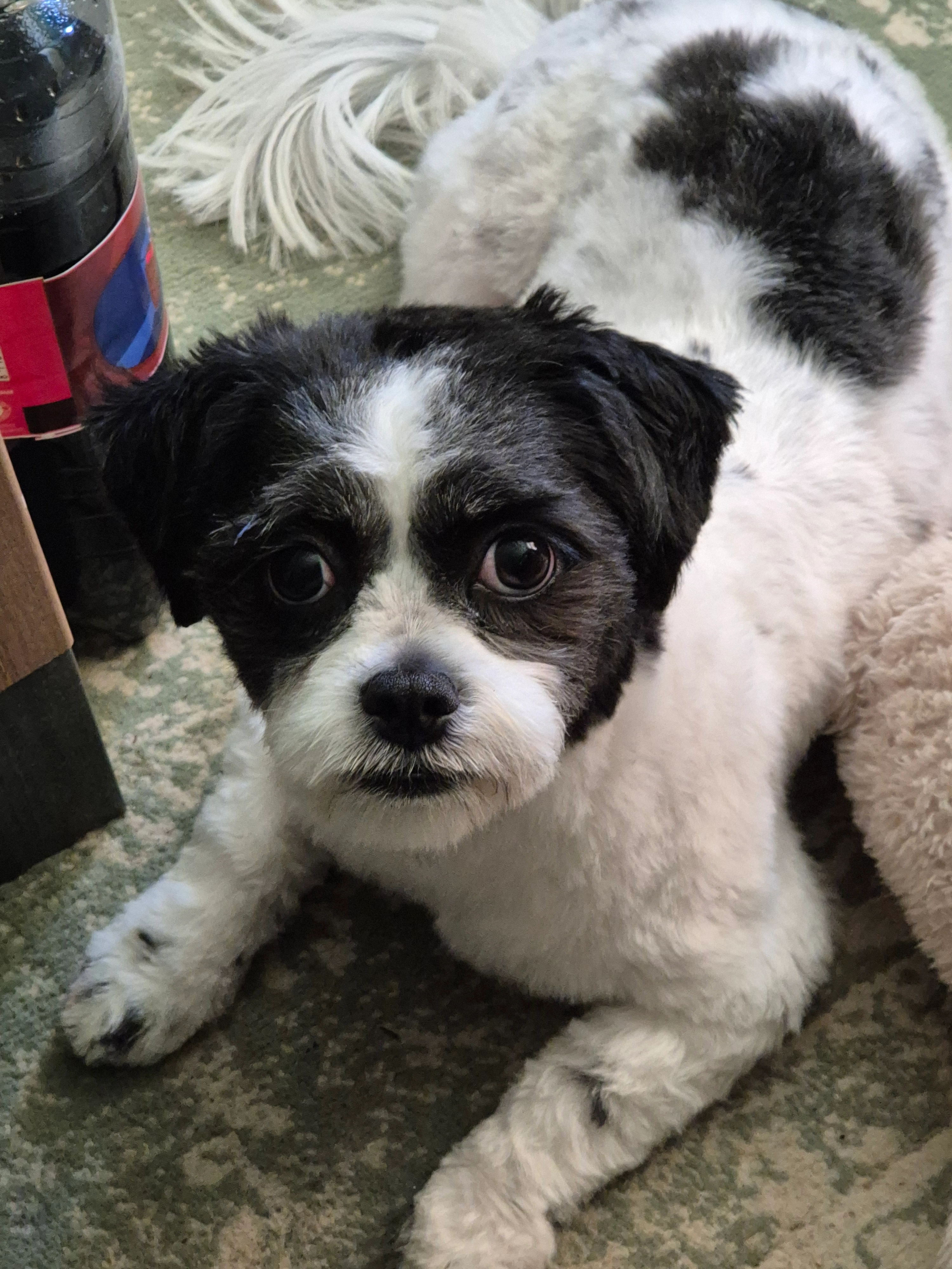 Kira - Walakker, Assen