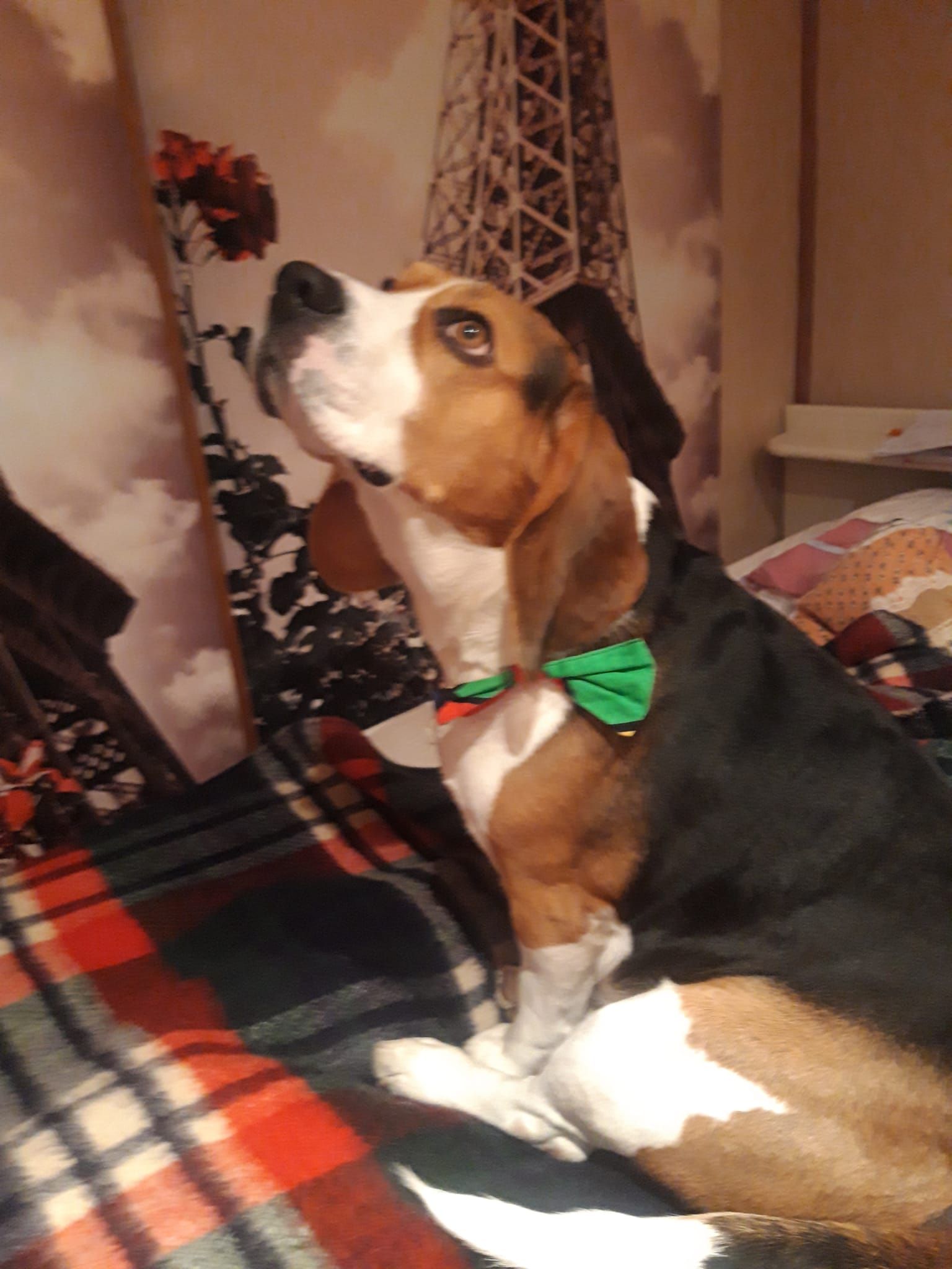 Rico - Schaijkse Hoek, Schaijk