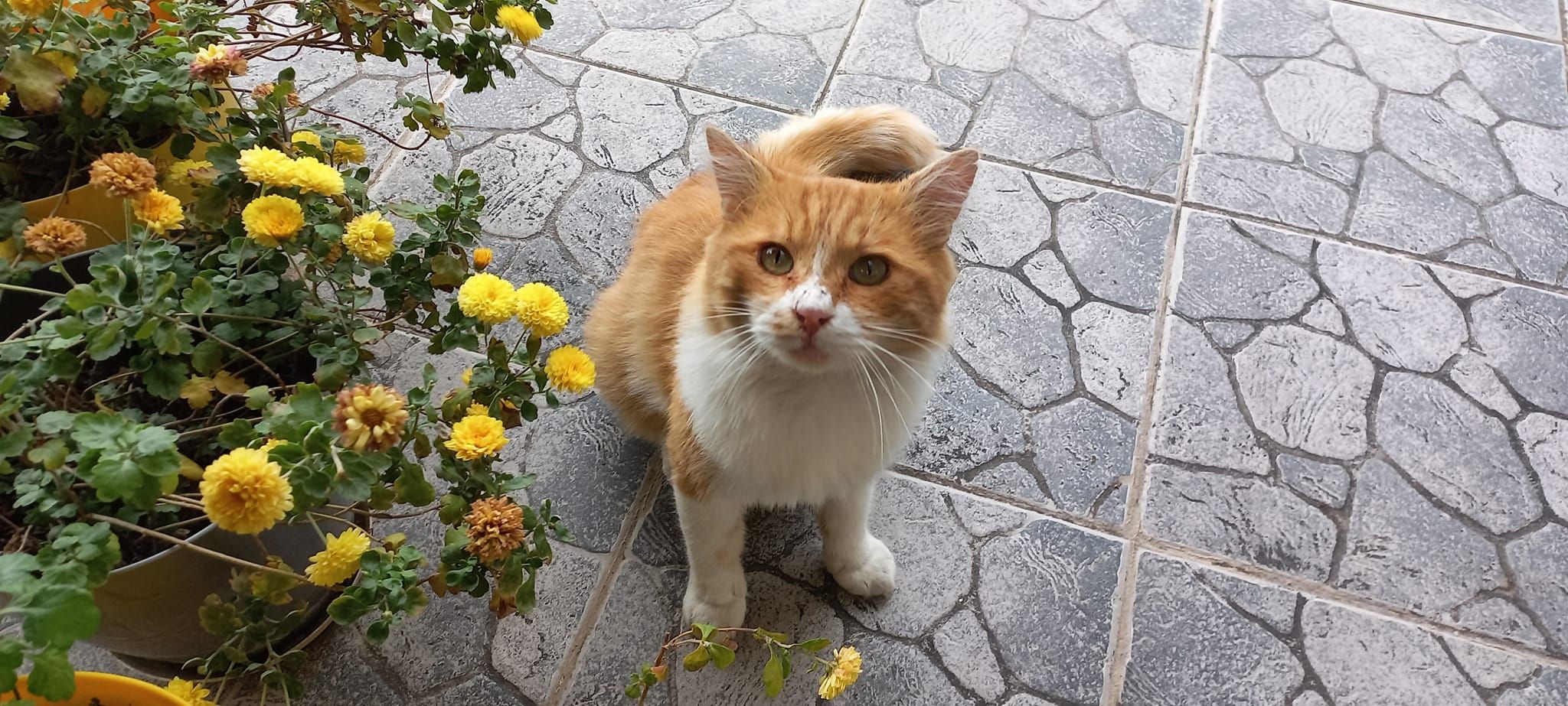 Macoki - Arben Xheladini, Prishtina