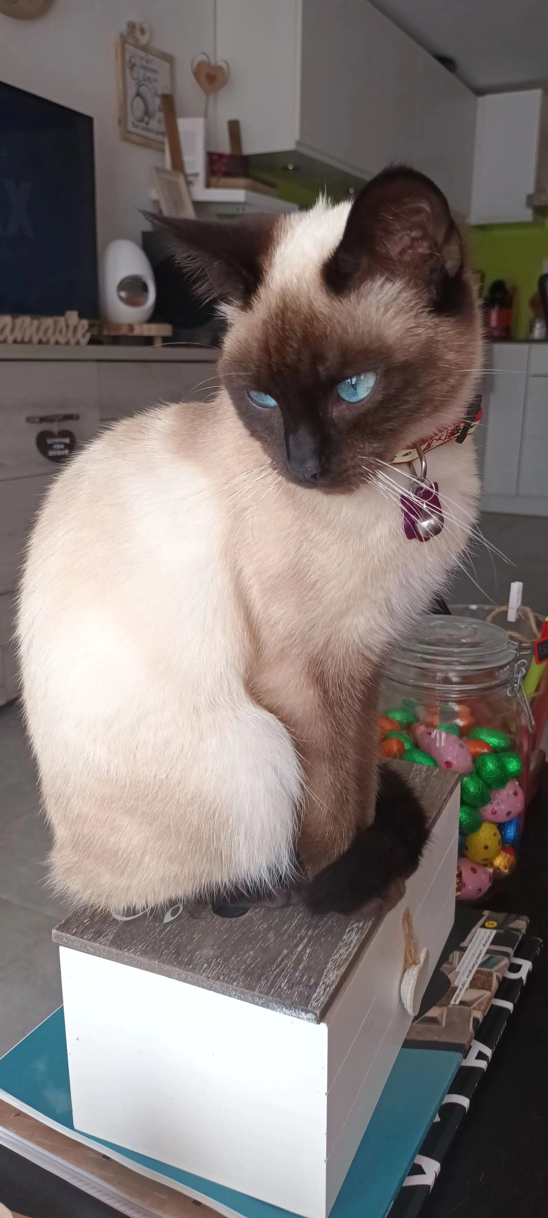 Nimue - Haute Ramont 16, Tenneville