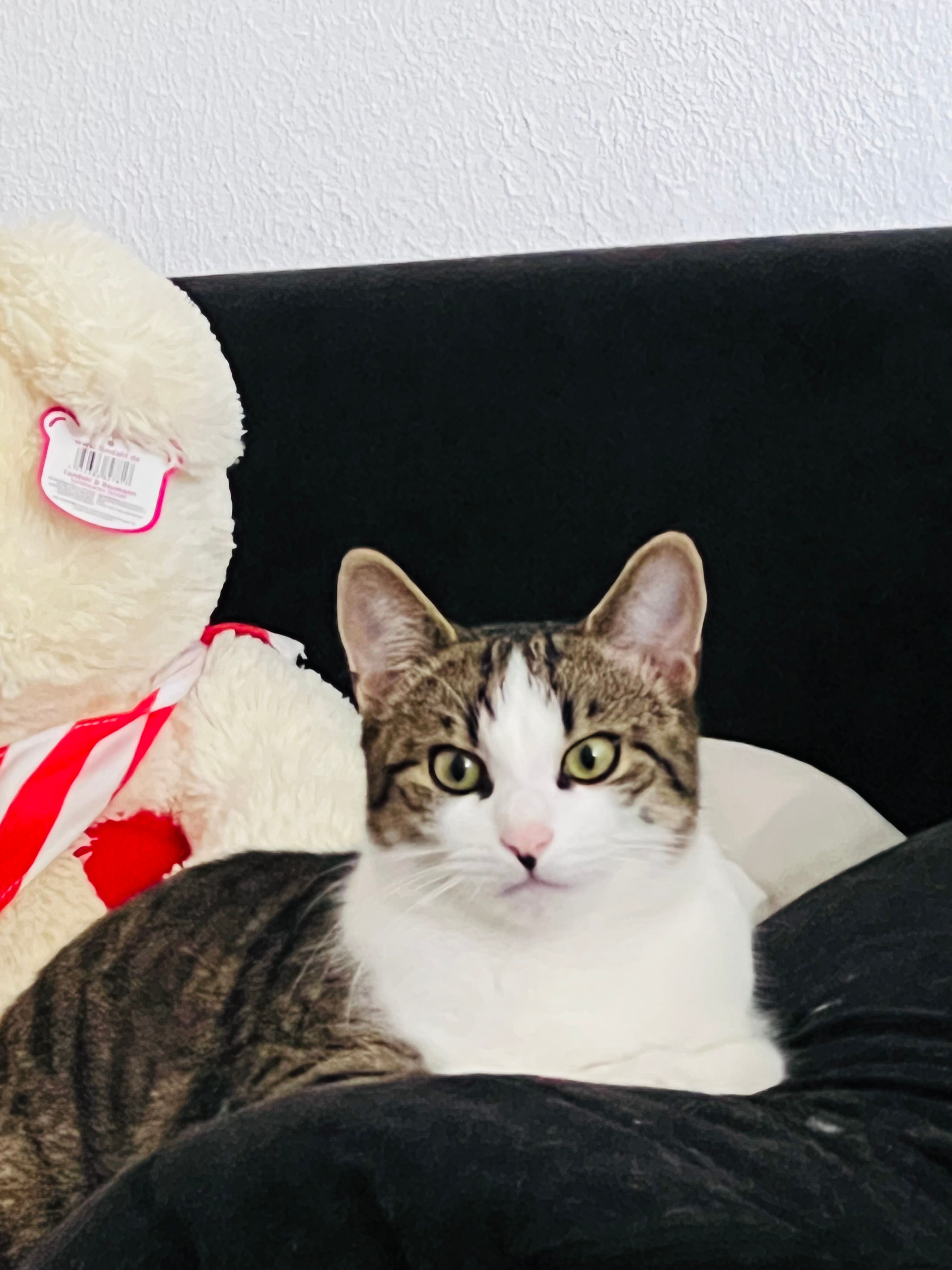 Mogli  - Bachäcker, Nördlingen