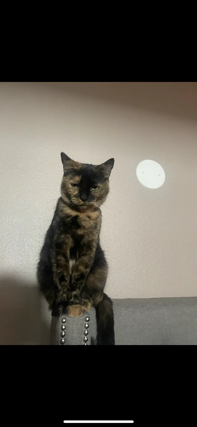 Luna - 1017 Holloway Ave, Rosamond