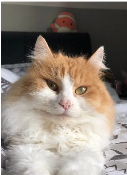 Arwen - Lime Tree Close, Wymondham