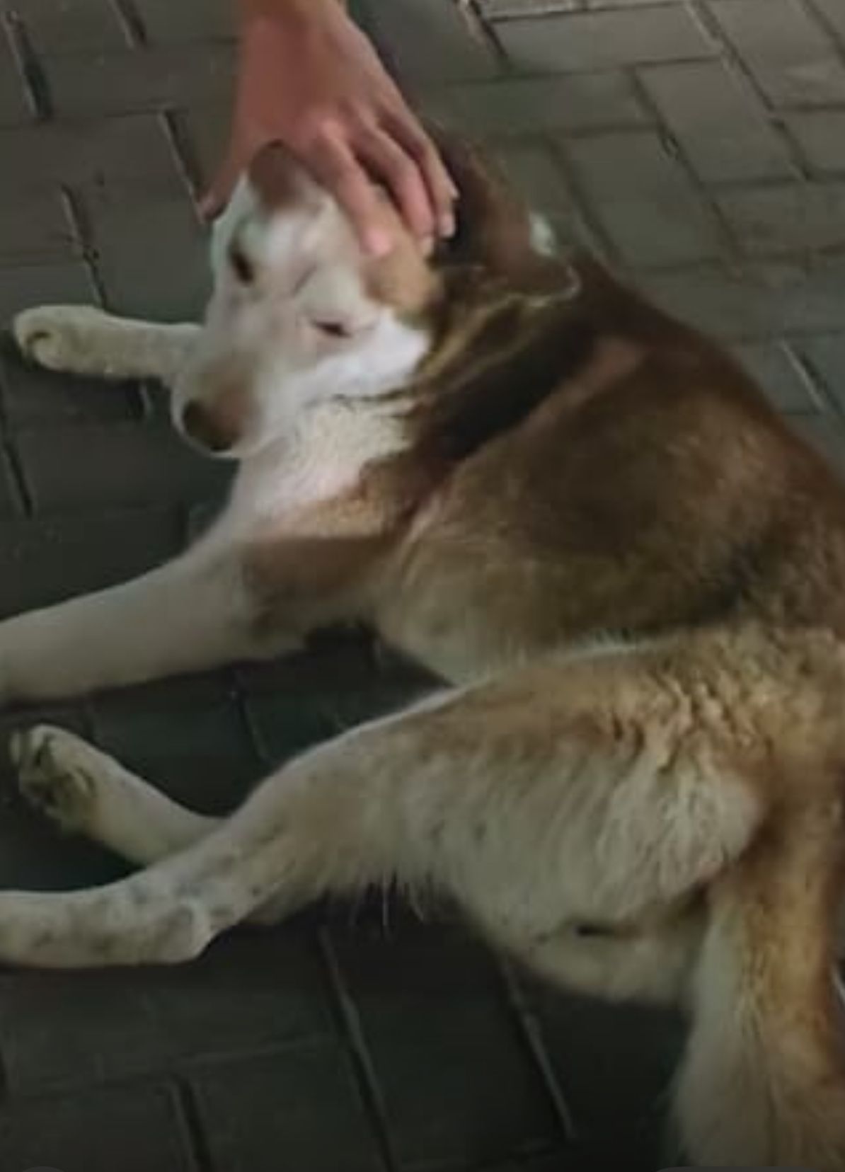 I find dog license number 198180 - Sulaibiya Industry Area Road, Al Sulaibiya Industrial 2