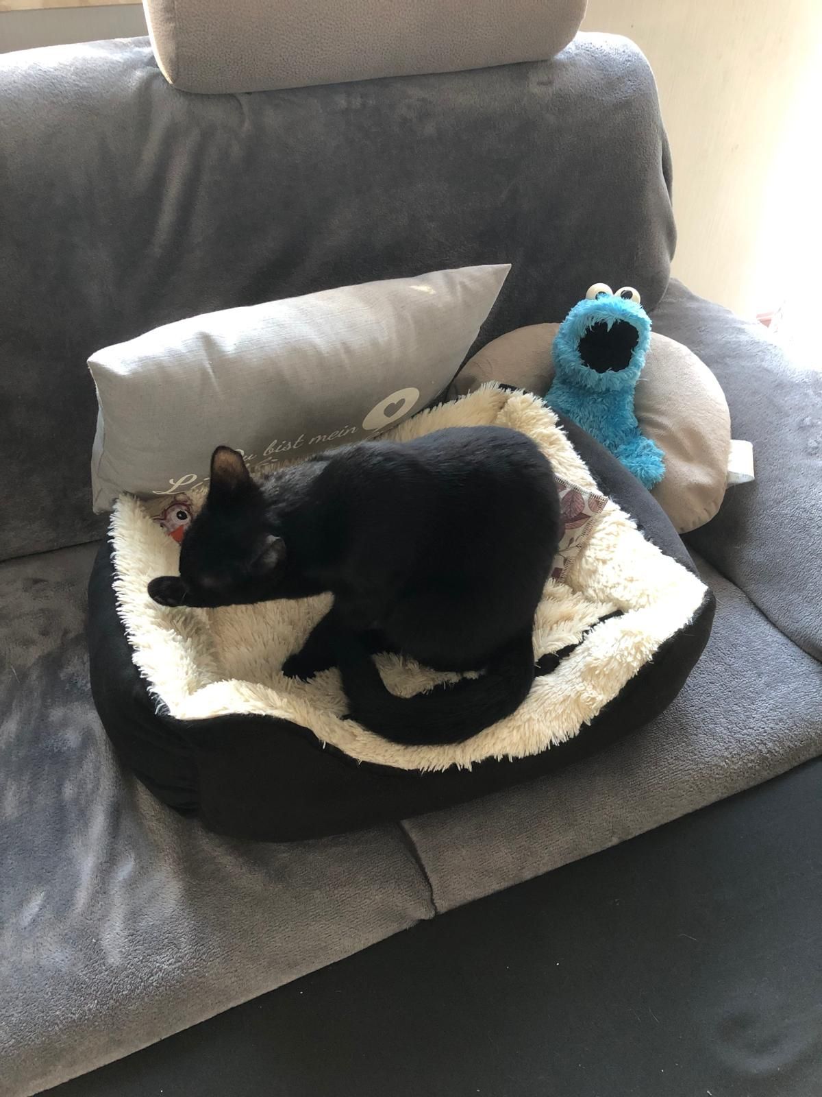 Ossi - Eschenweg, Dünwald