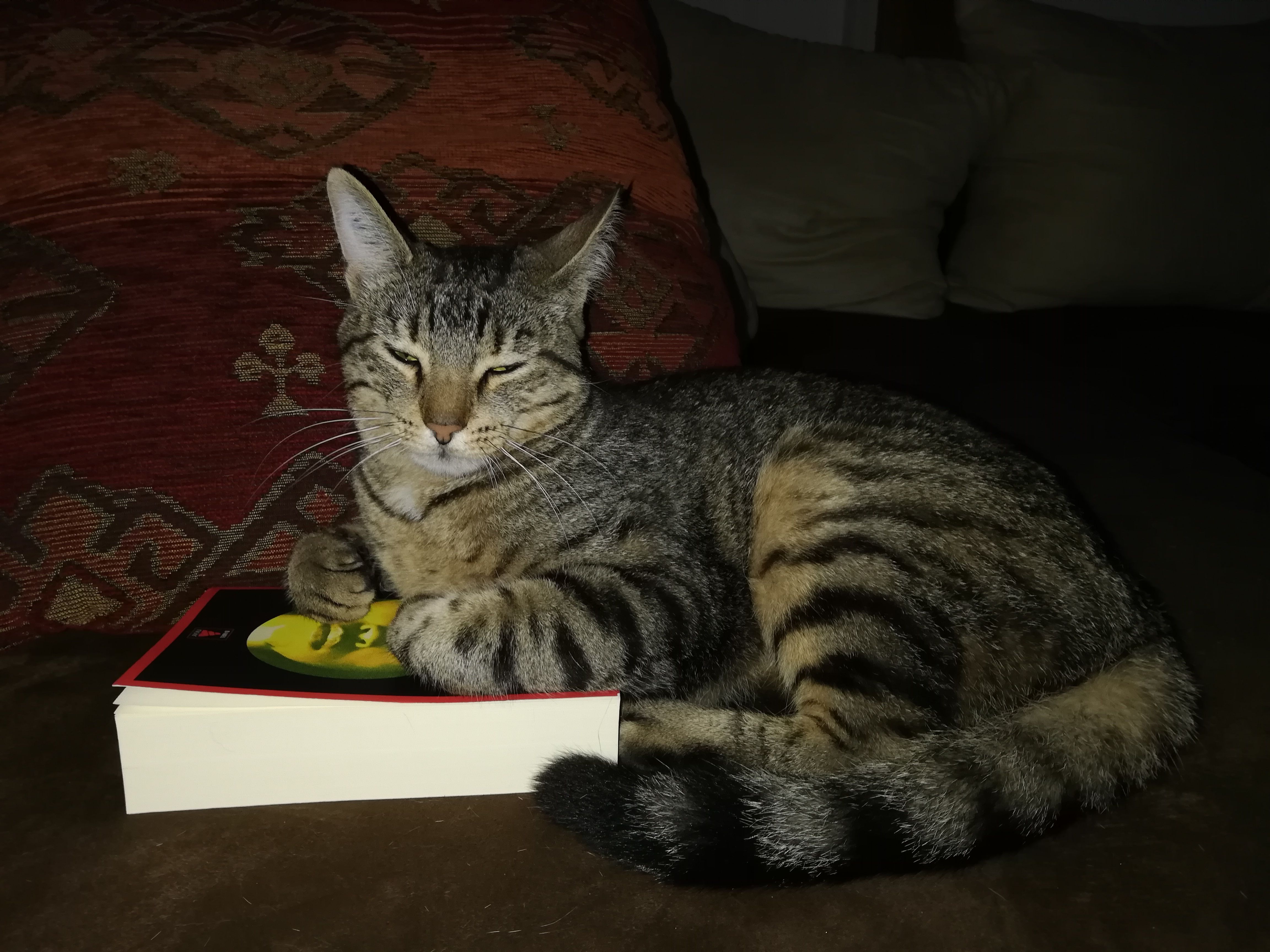 Tom Pouce - 14 Rue de la Poterie, Betschdorf