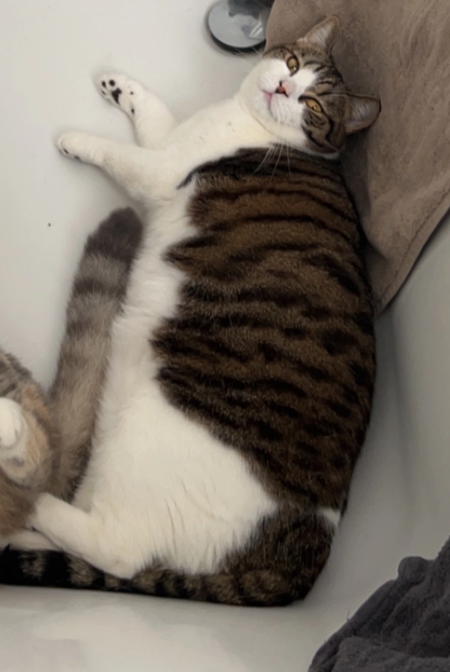 smokey - Sartlaan 31, Oostende