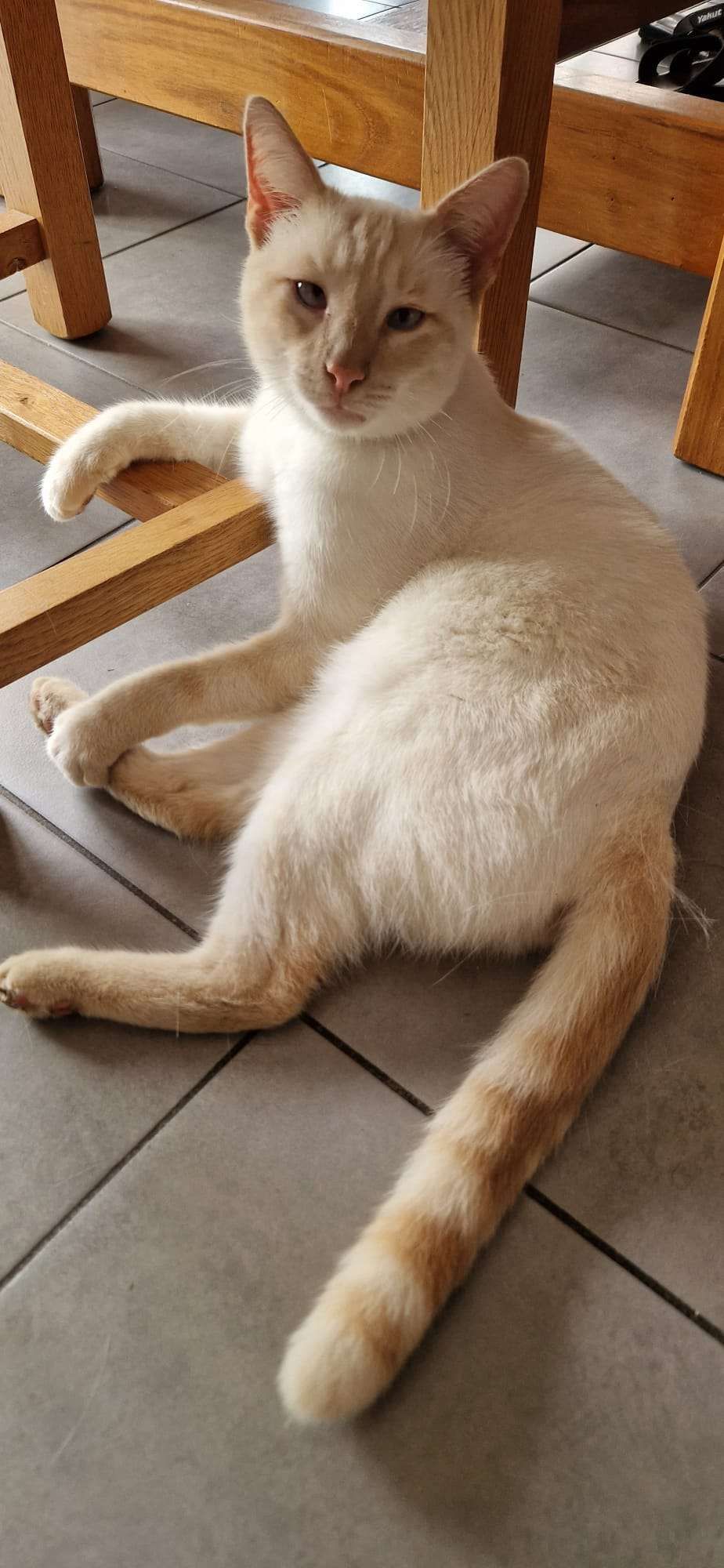 Pepsi - Rue Des Genêts, Roscoff