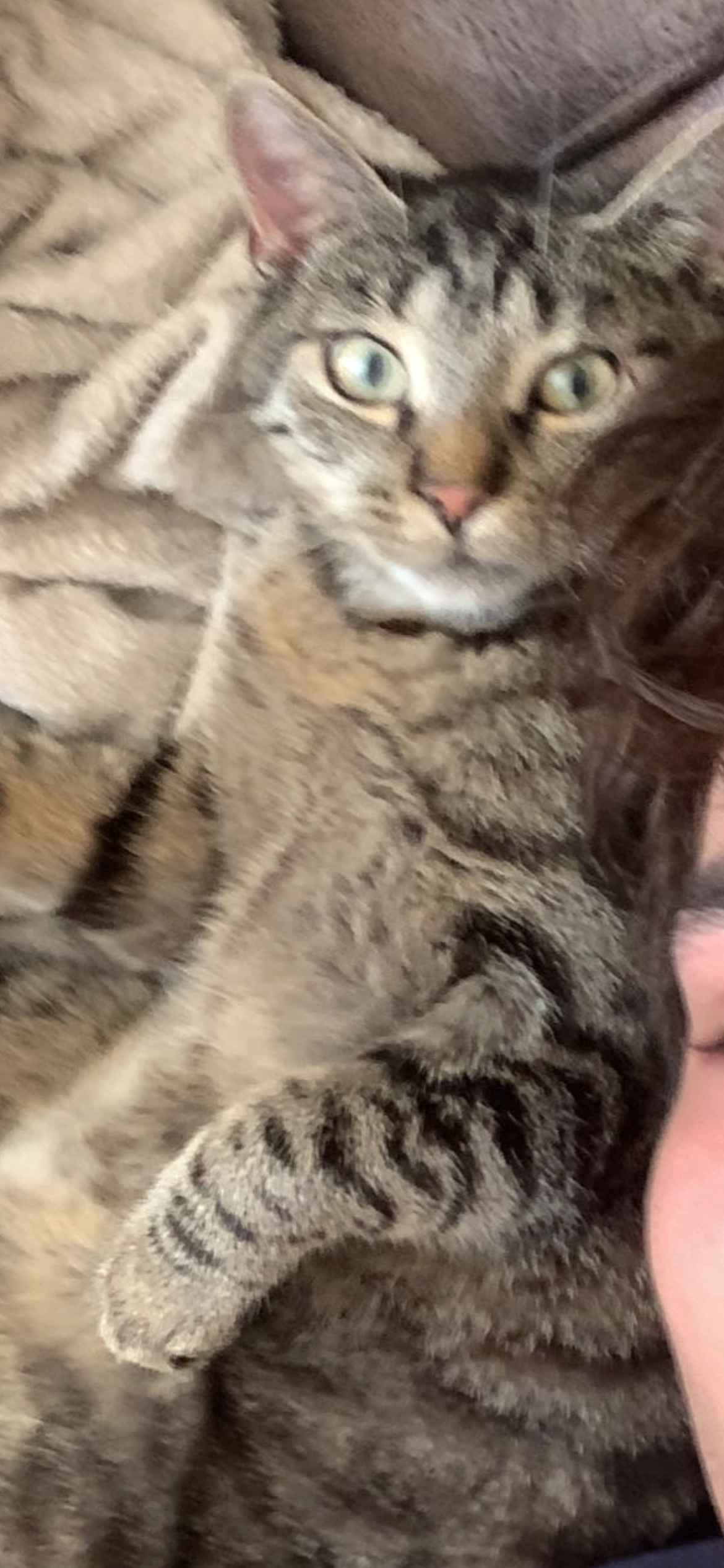 Flöckchen/Katze  - Normannenstraße, Berlin