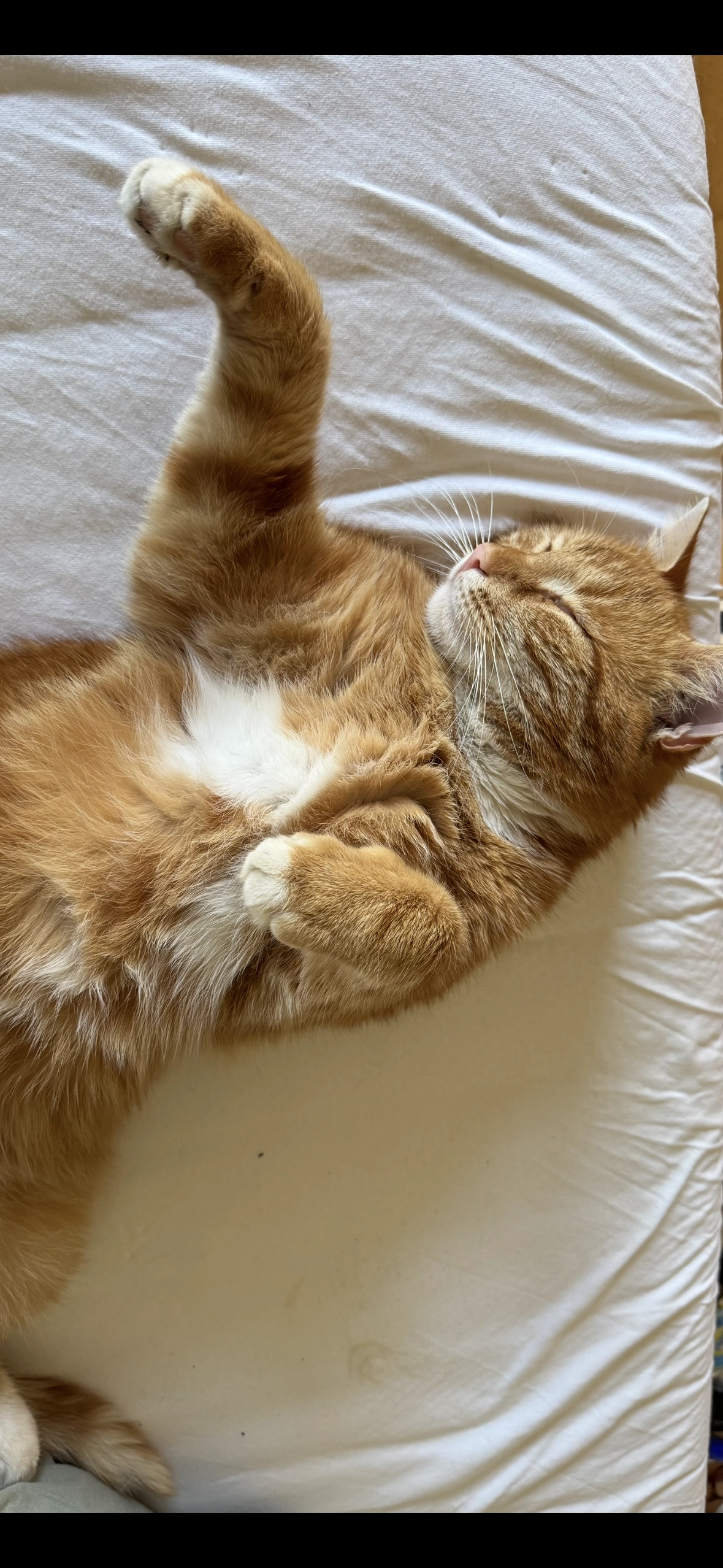 Bo - Eschenring, Pinnow