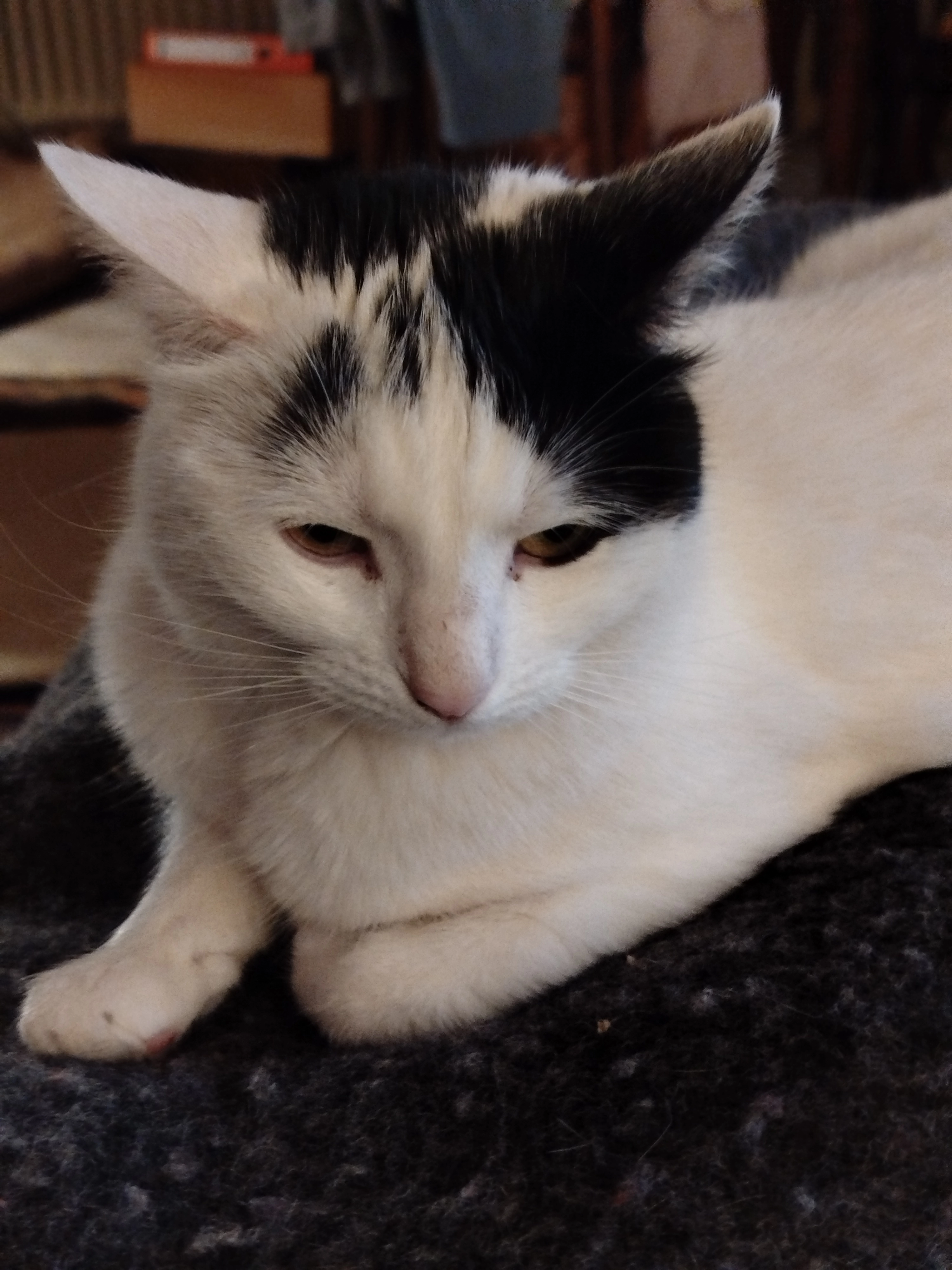 Katinka - Am Esch, Grebenhain