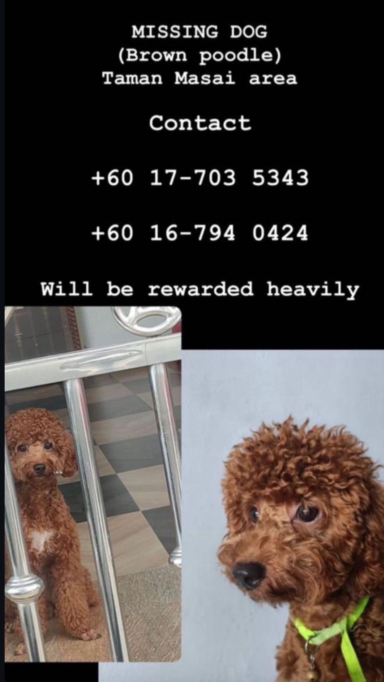 Leo - Jalan Bunga Raya 1, Taman Masai