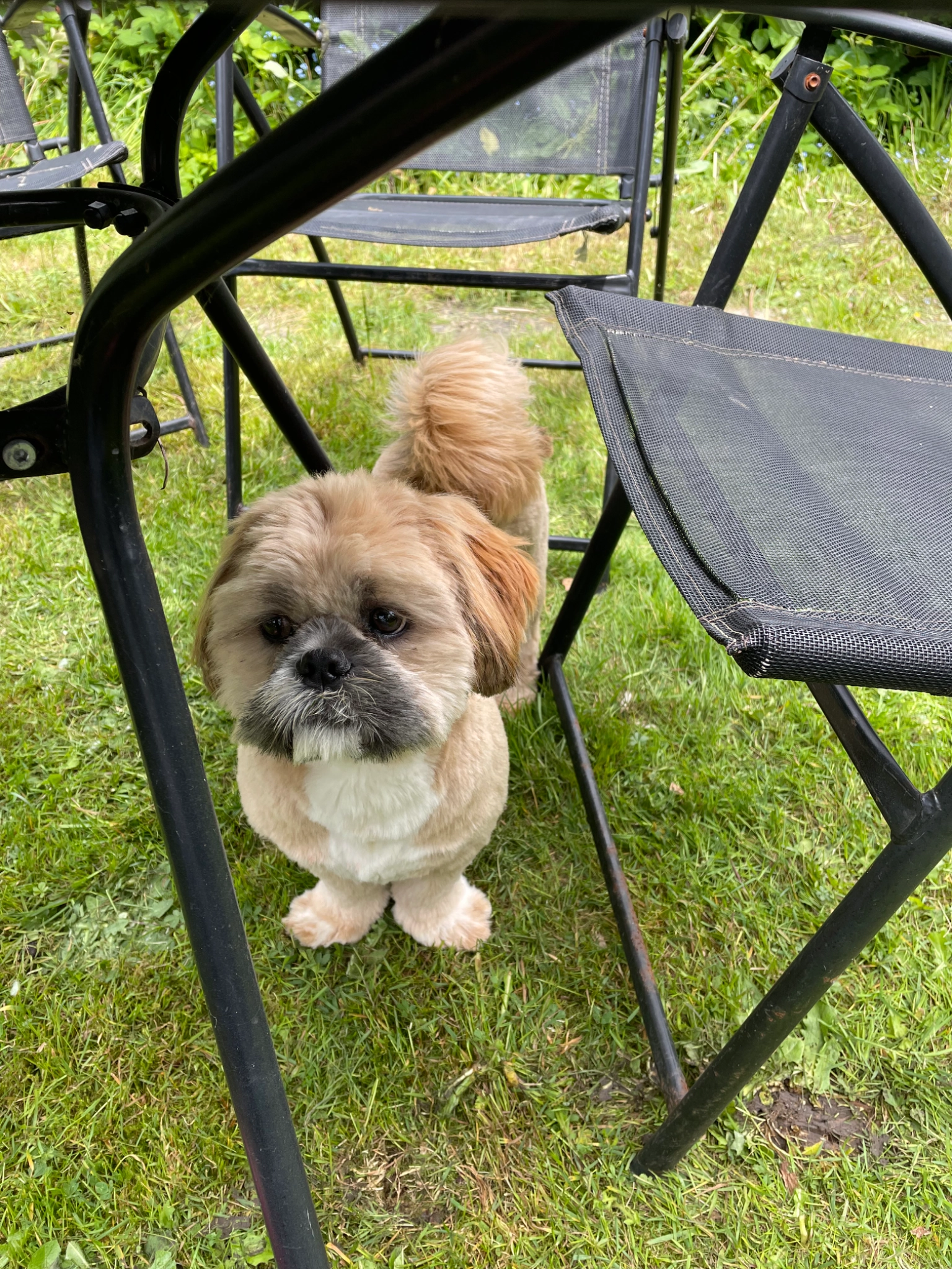 Teddy - Ferrers Avenue, London
