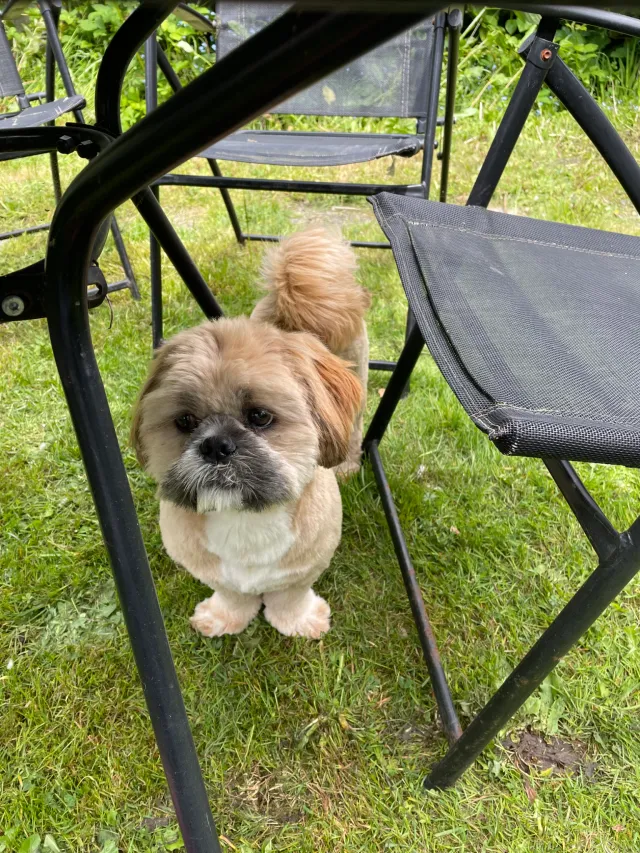 Teddy - Ferrers Avenue, London