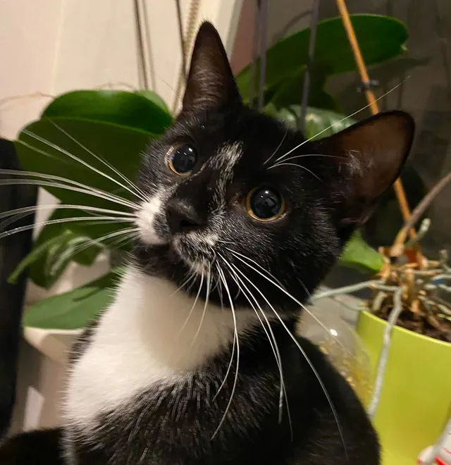 Milo - Wyche Grove, South Croydon
