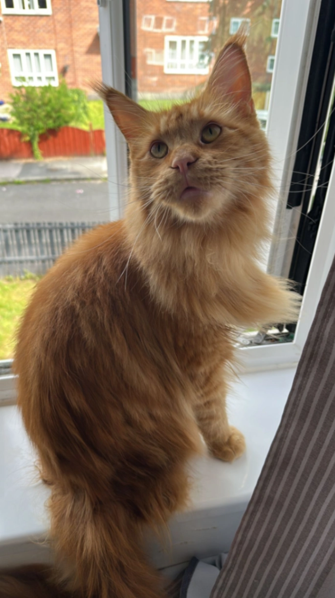 Captain Kronos - Silsden Avenue, Manchester