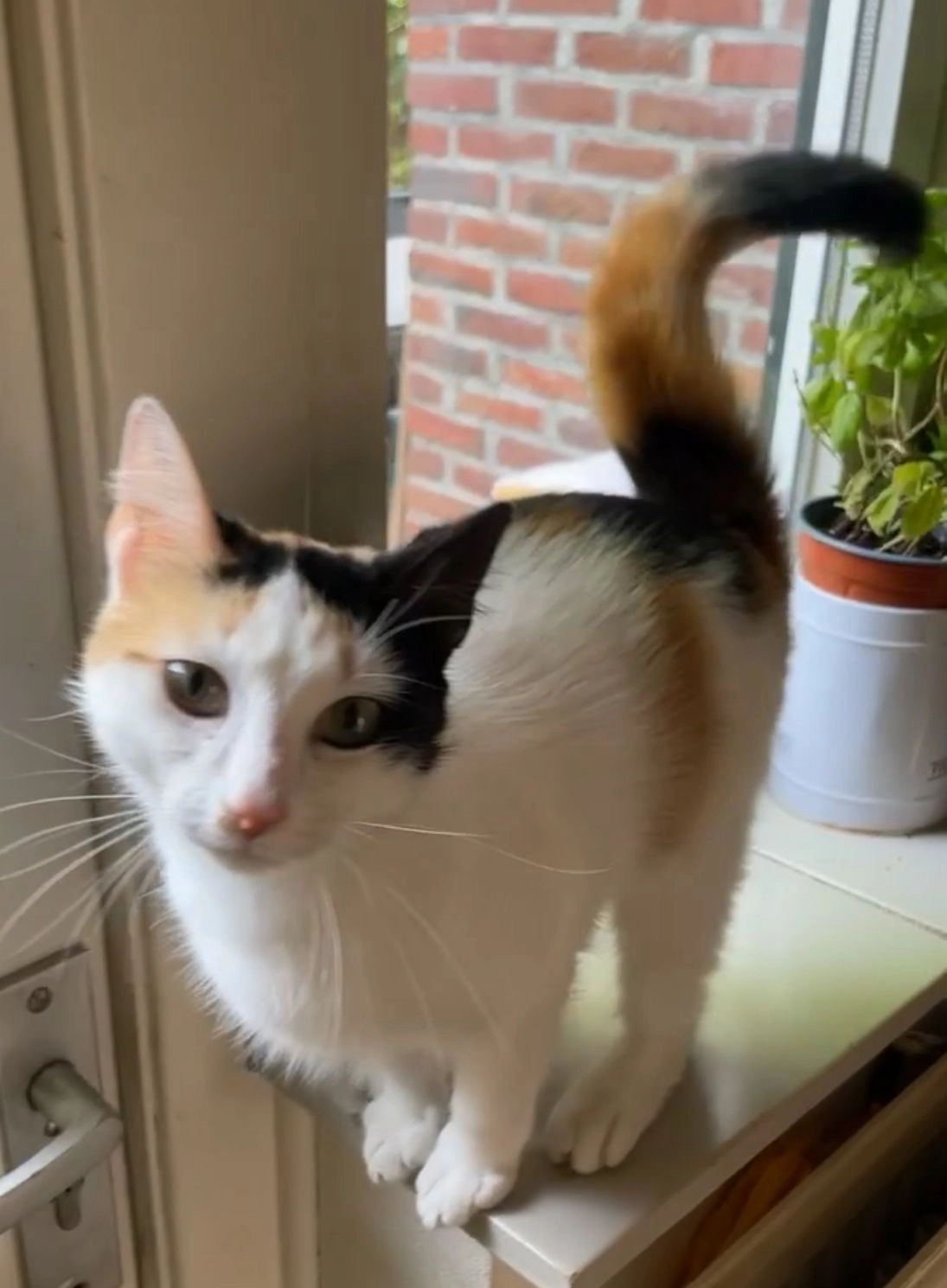 Yuki - Felix Timmermansstraat, Blerick