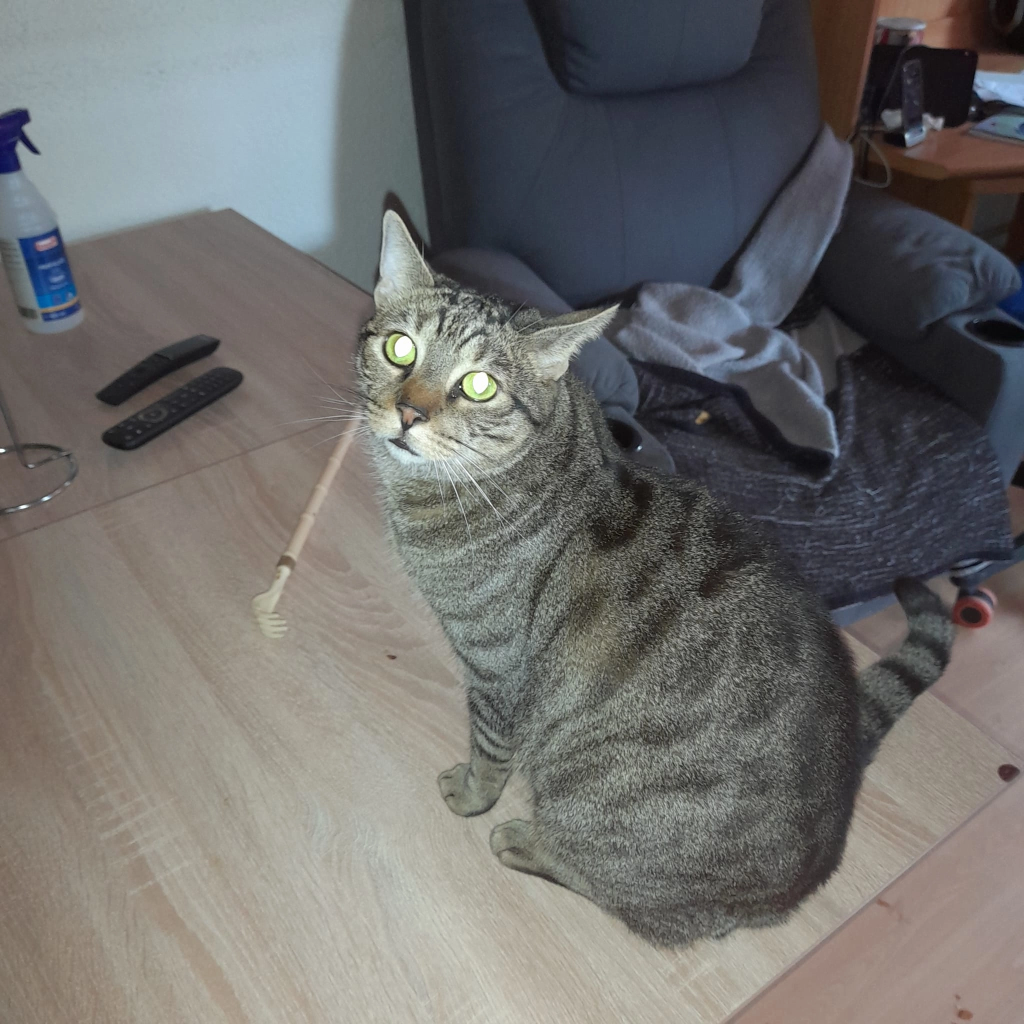 Tigger - Wormser Straße, Kaiserslautern