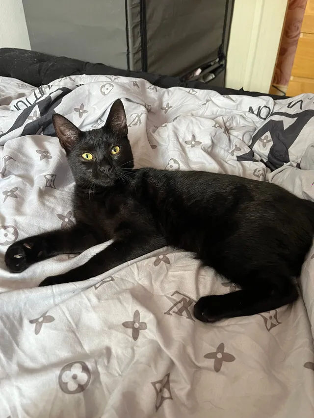 Lily - Lewis Grove, Hartlepool